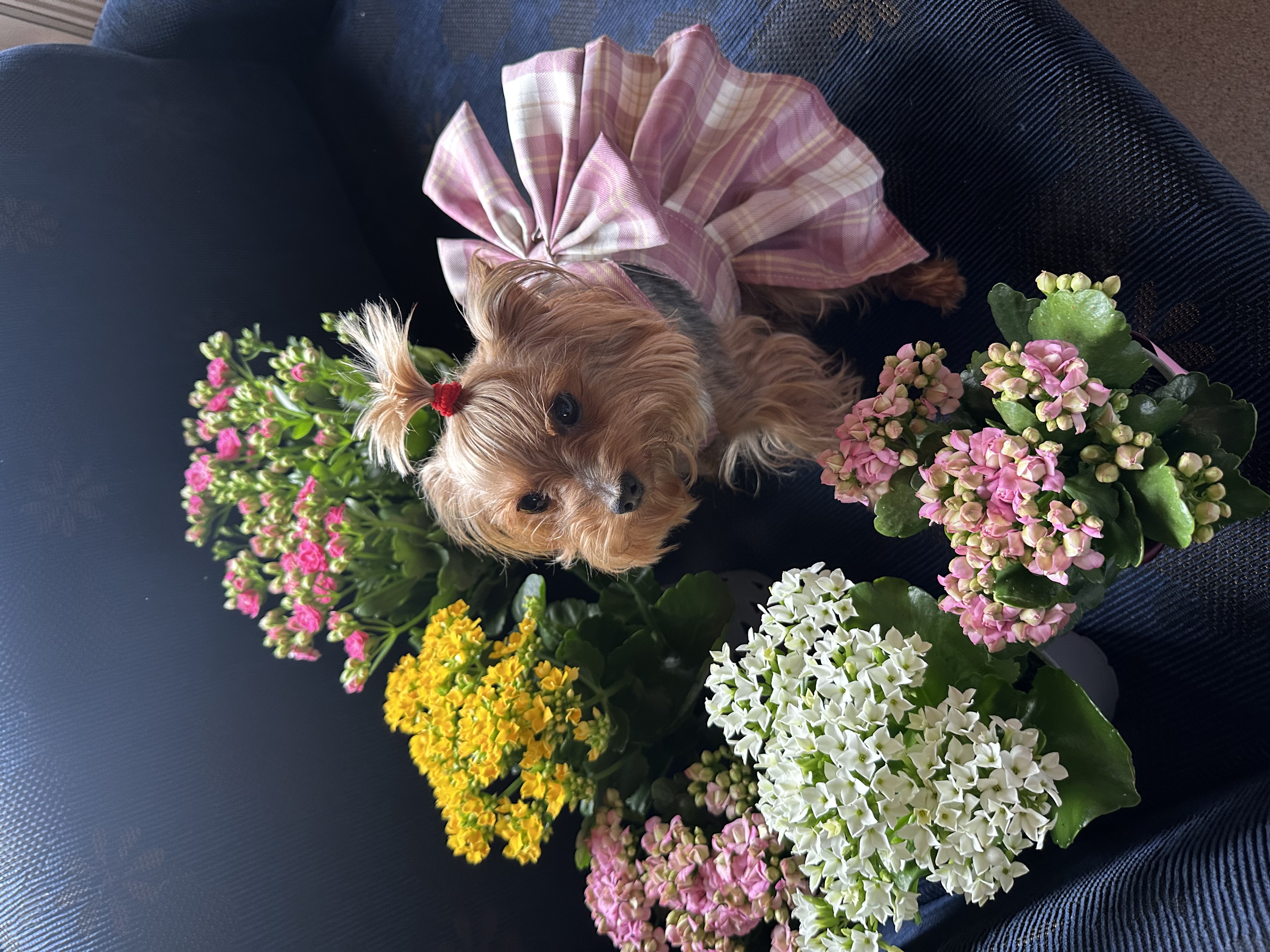 image-7