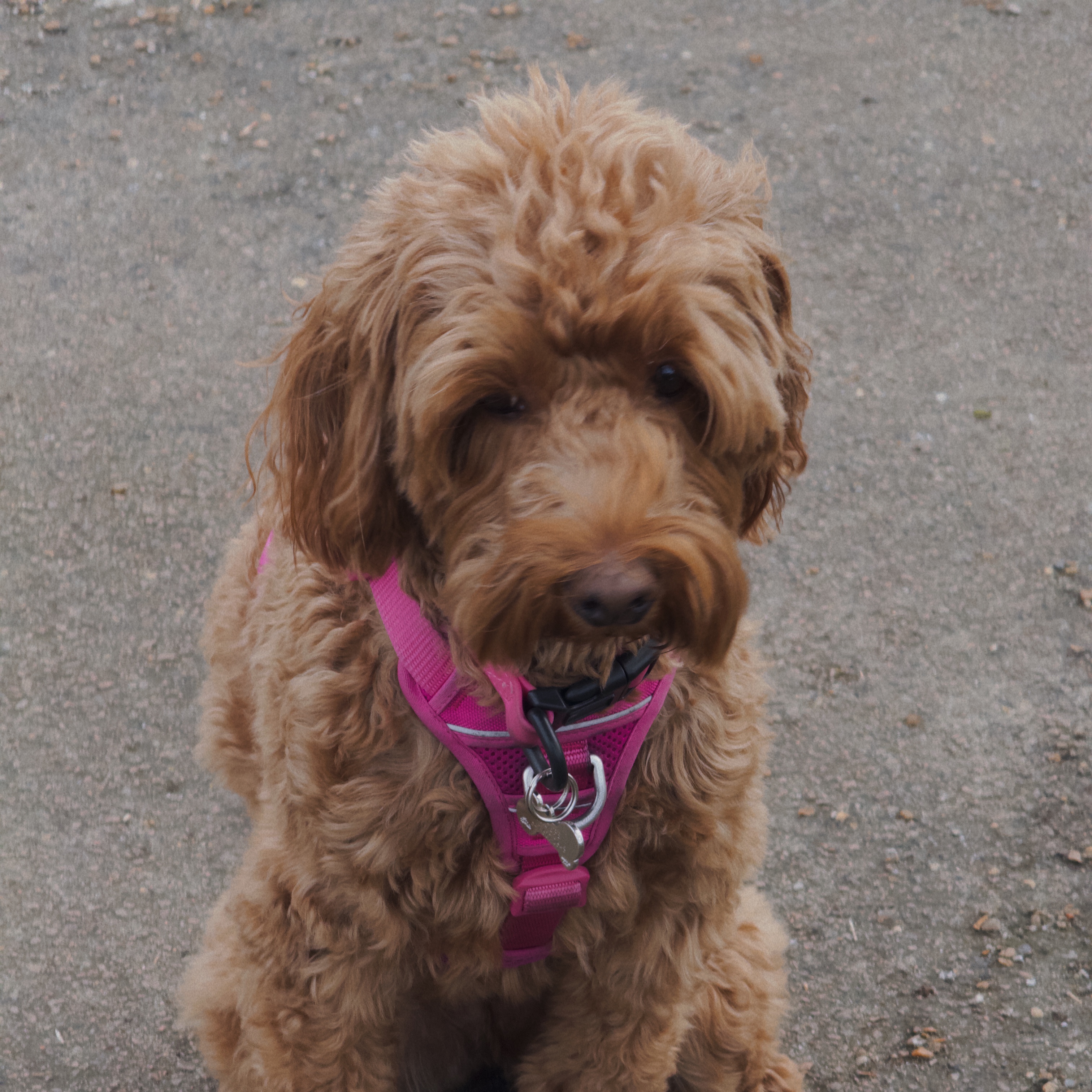 Phoebe