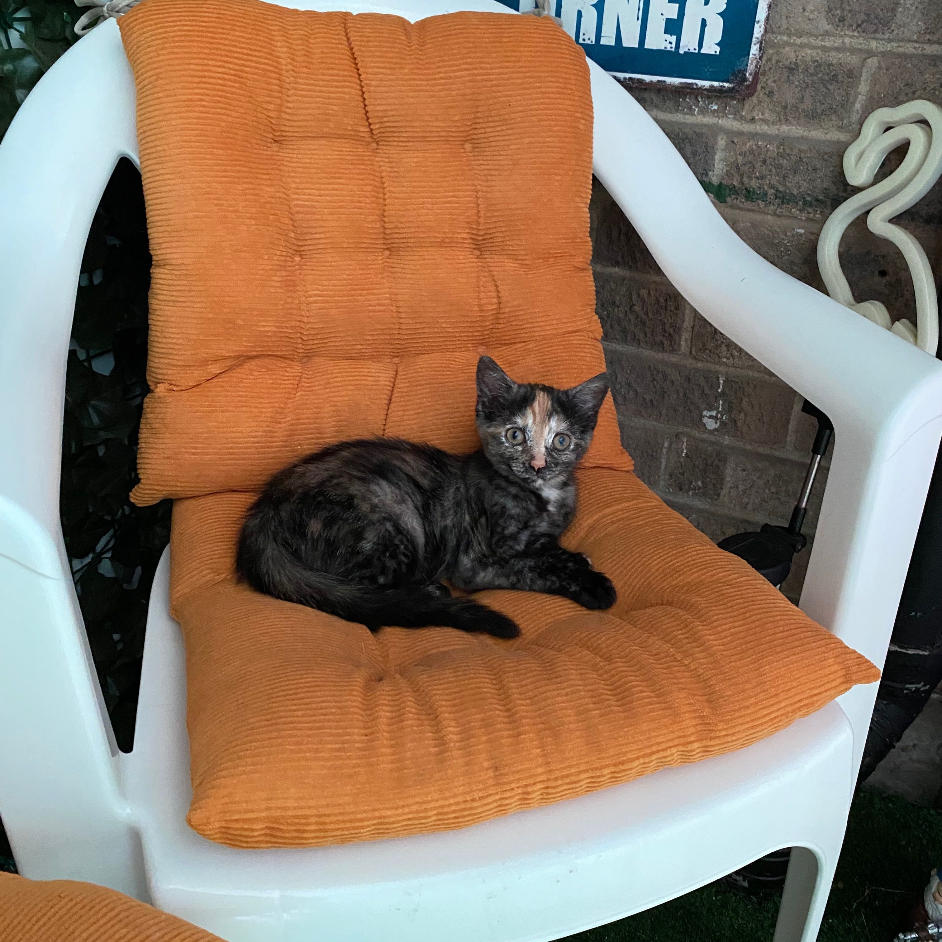 Nova