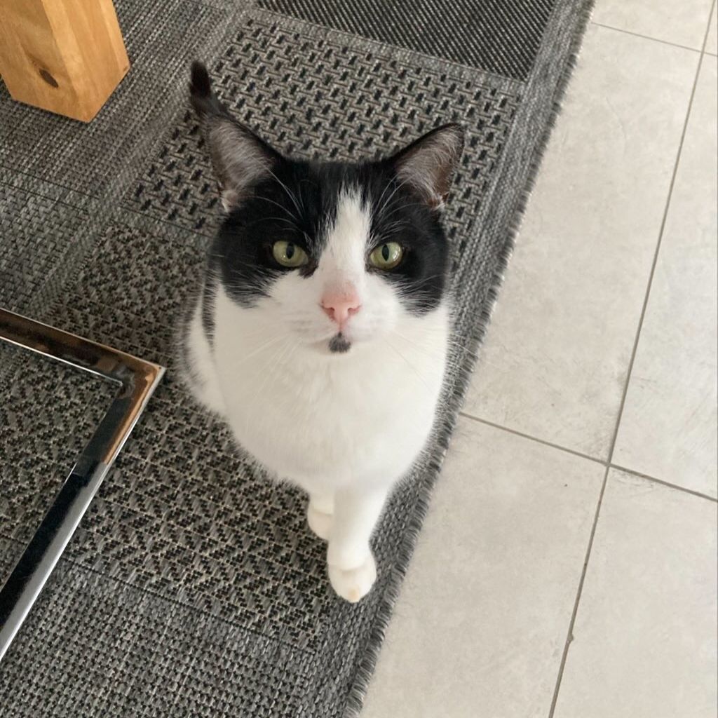 Loki