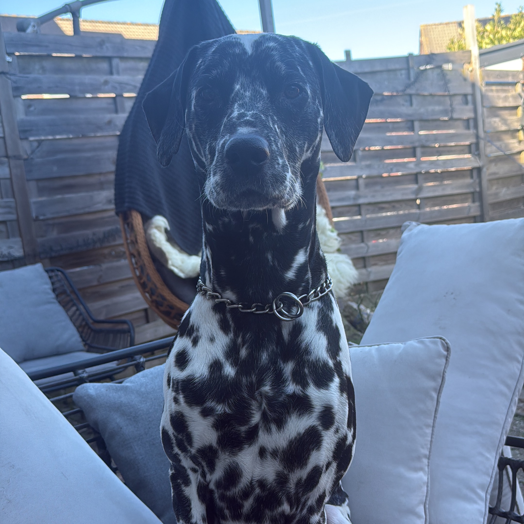Buddy