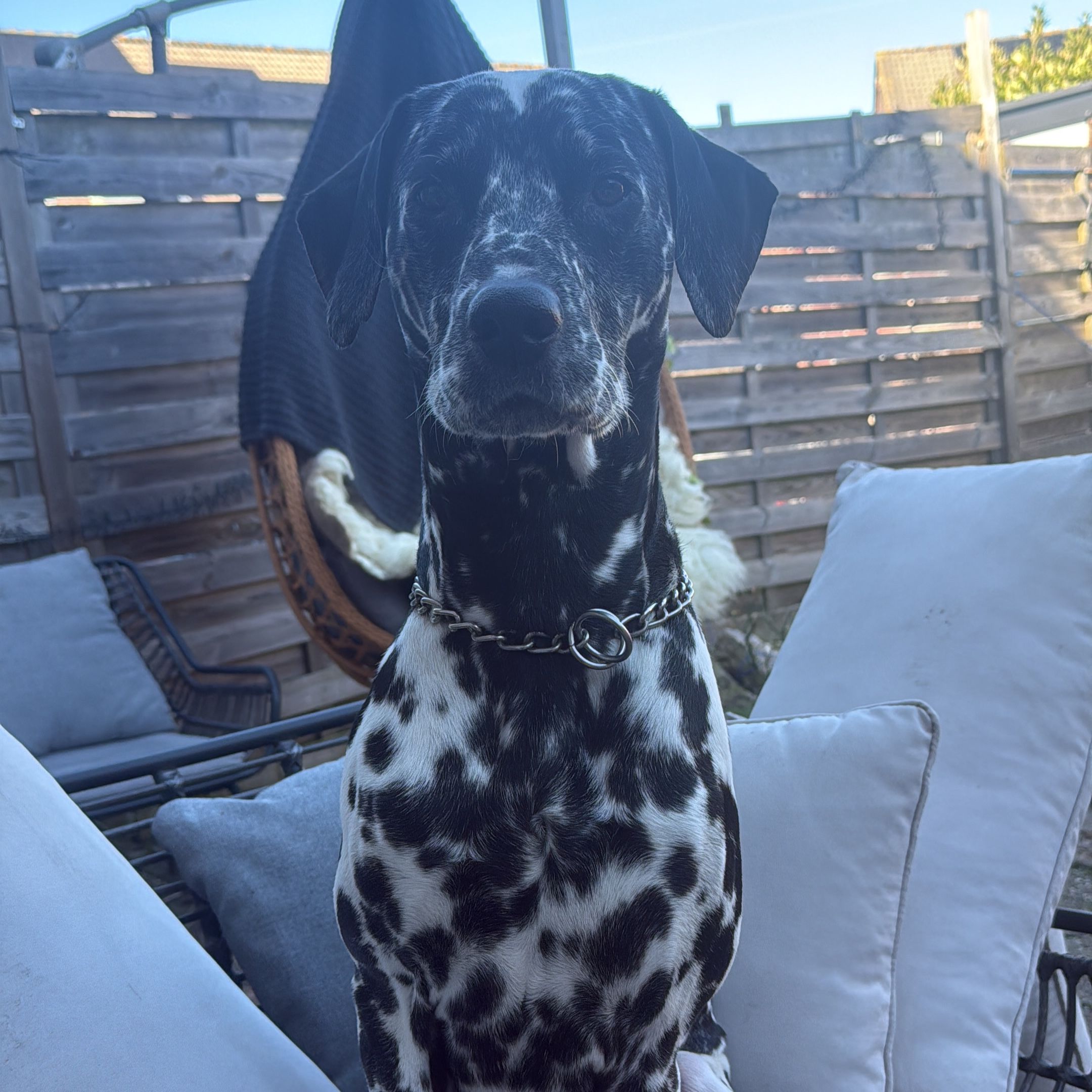 Buddy