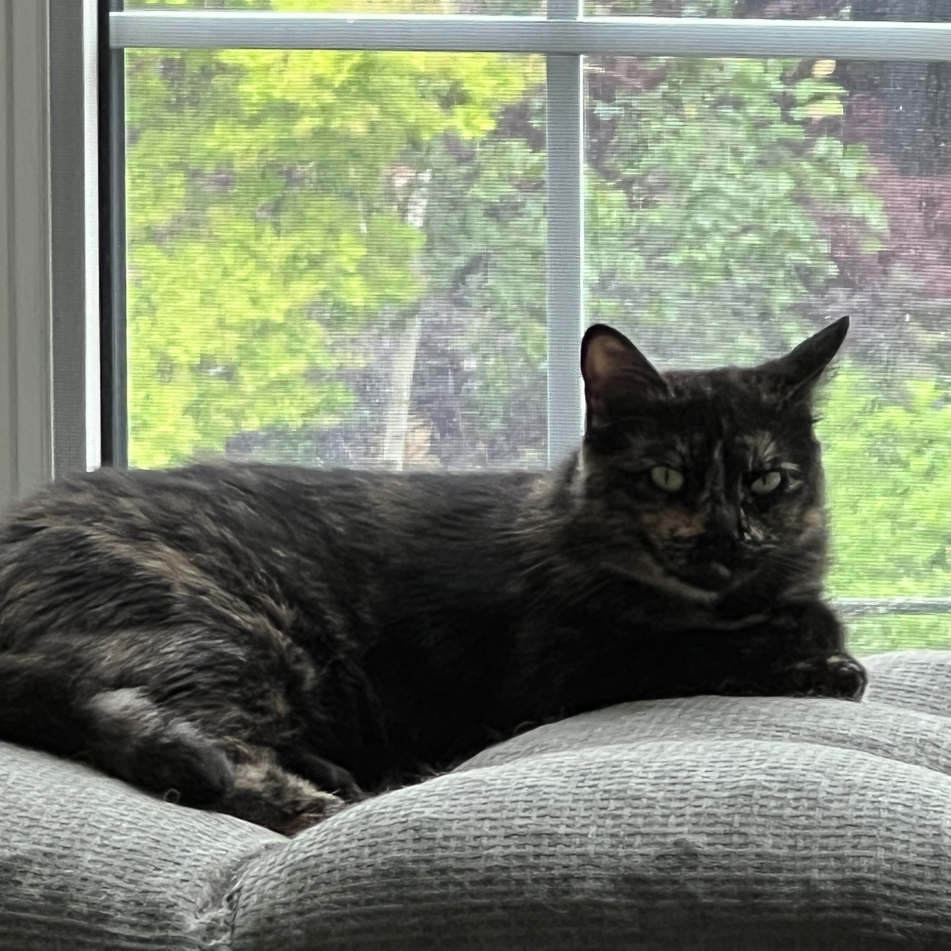 Speckles