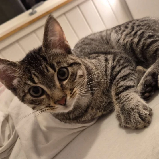 Alvin