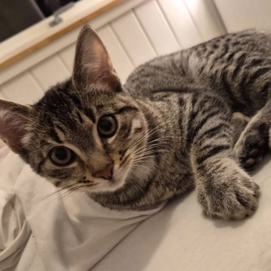 Alvin
