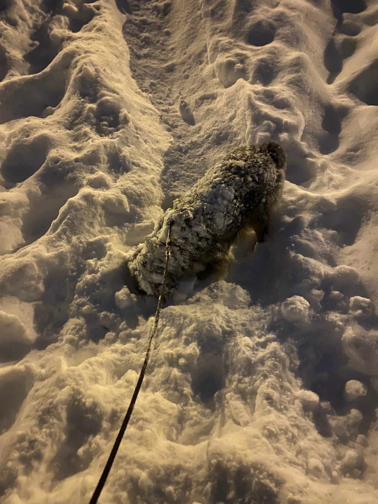 image-9