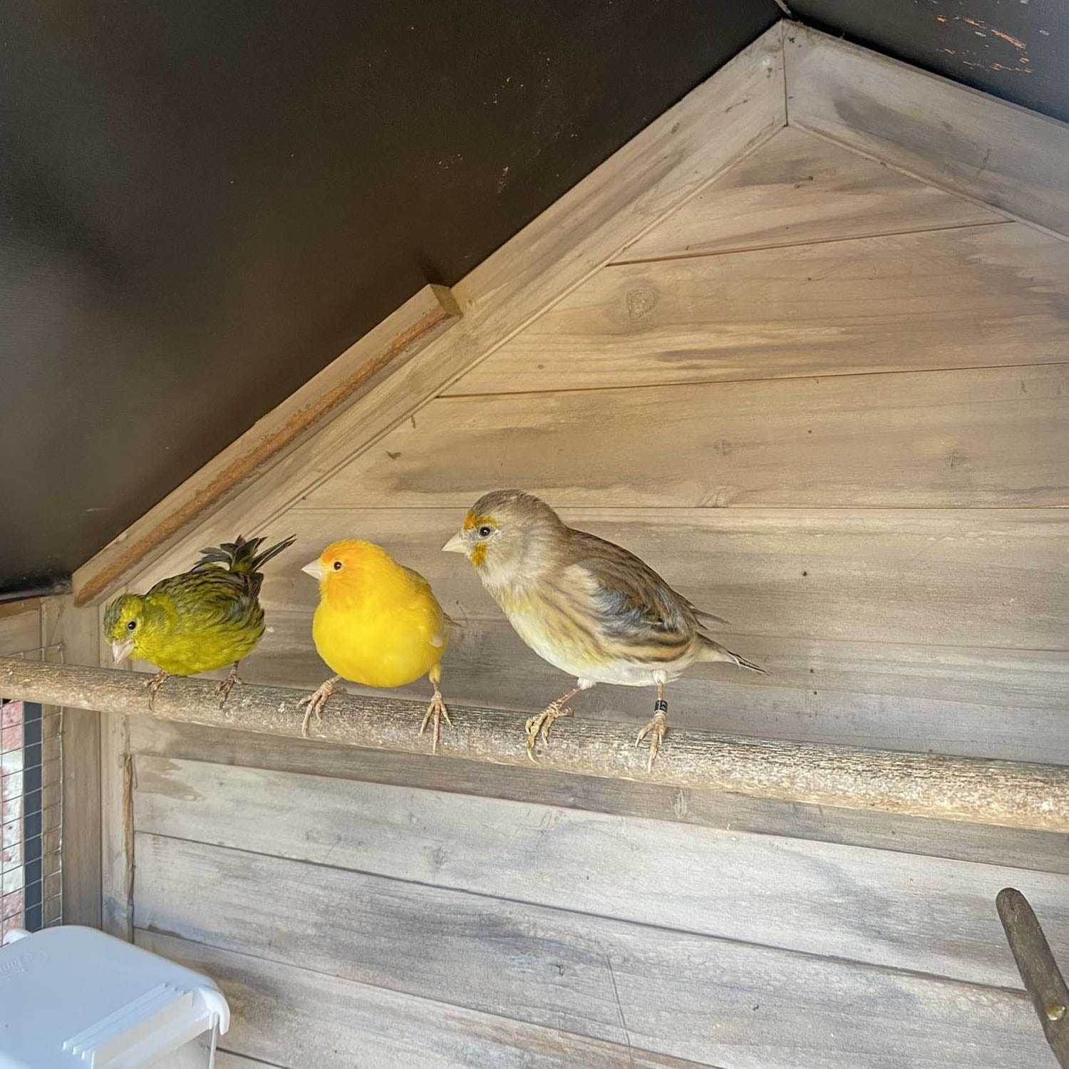 Pietteke, Janneke en Jeanneke