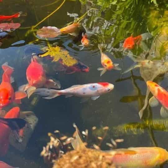 Onze talrijke vijvervissen