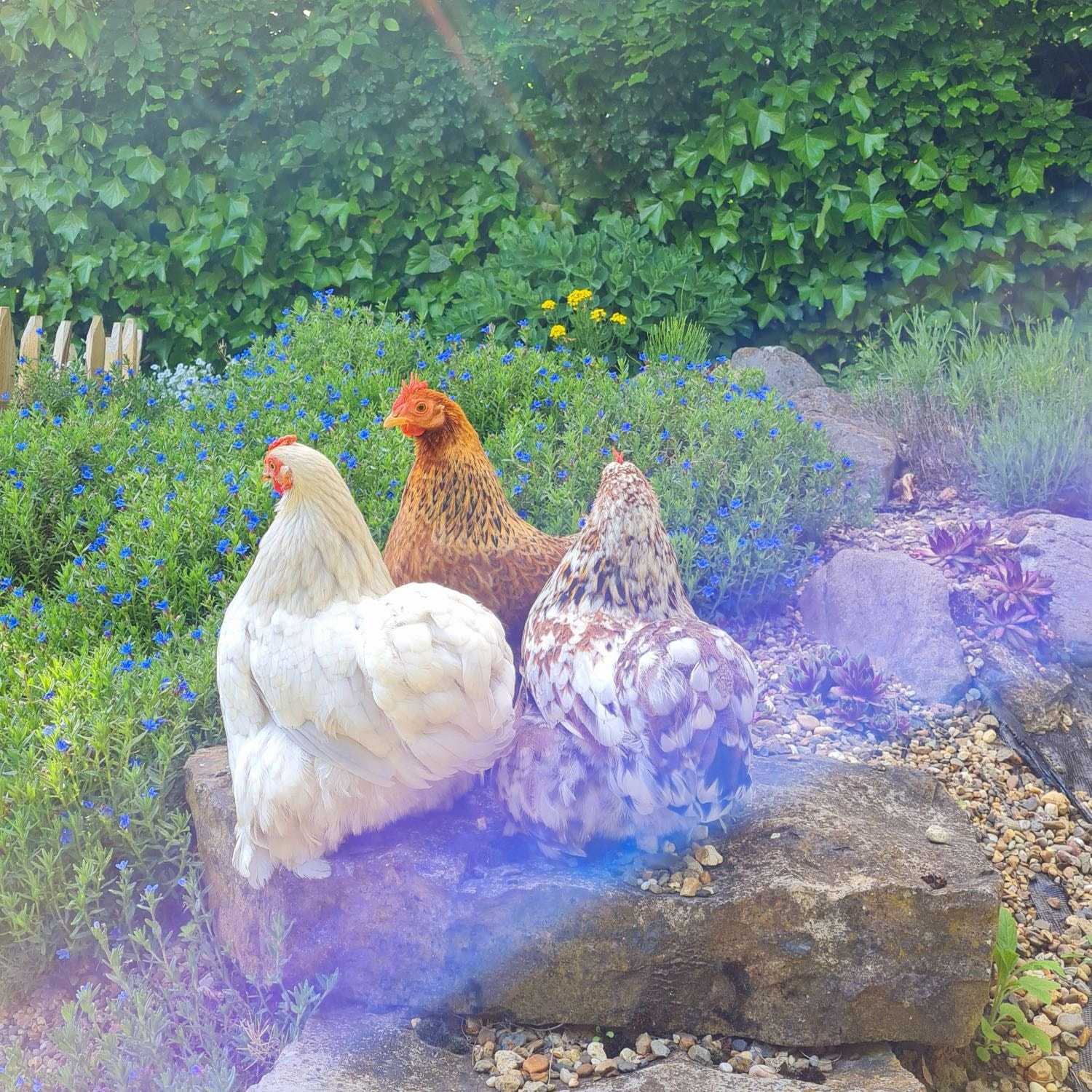 Anna, Frieda, Chiquitita