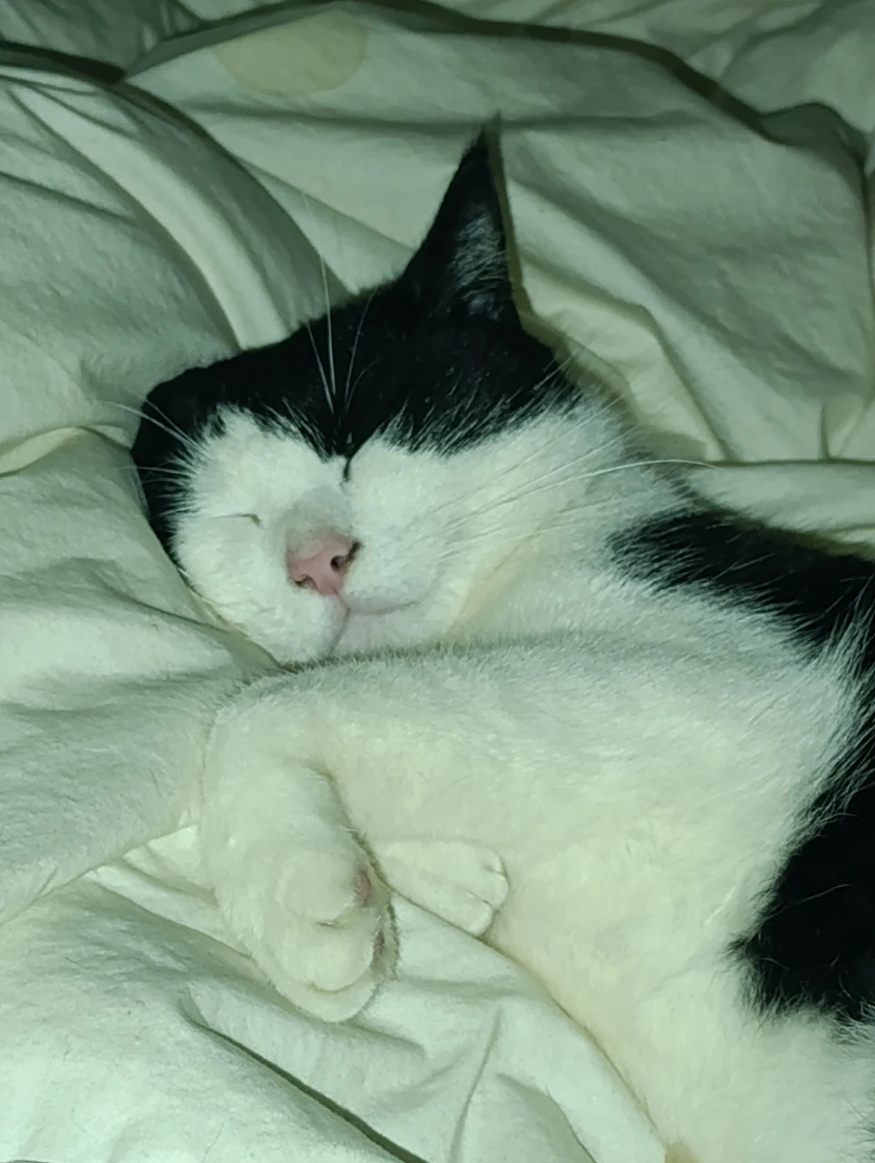 image-8
