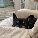 Yoda