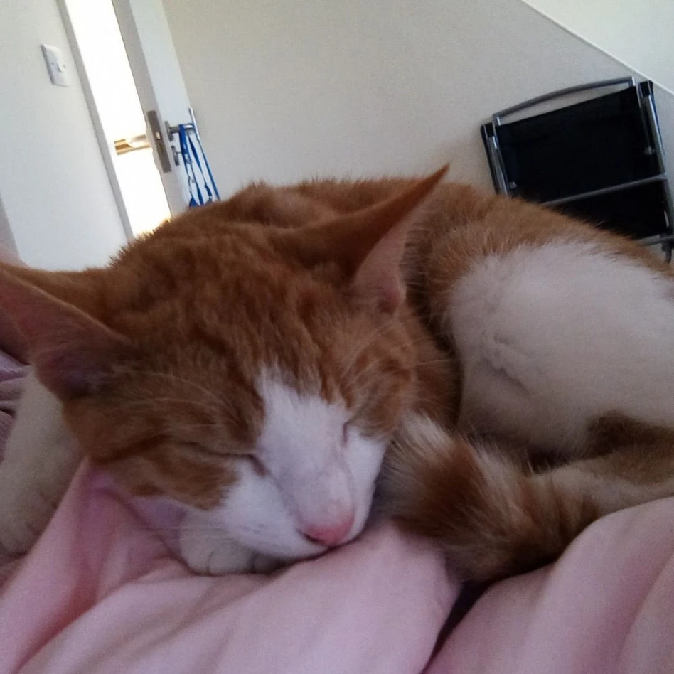 Milo 