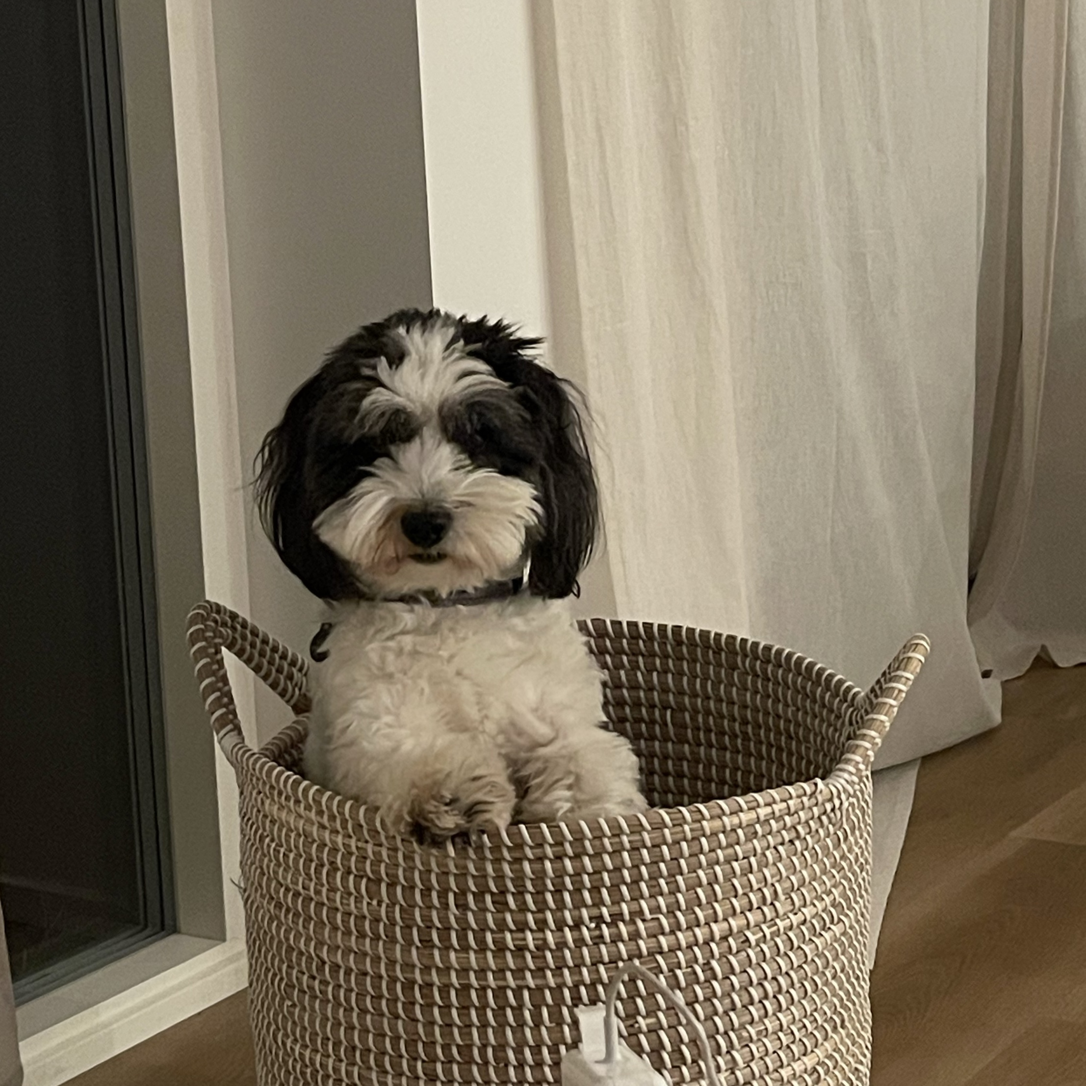 Elliot