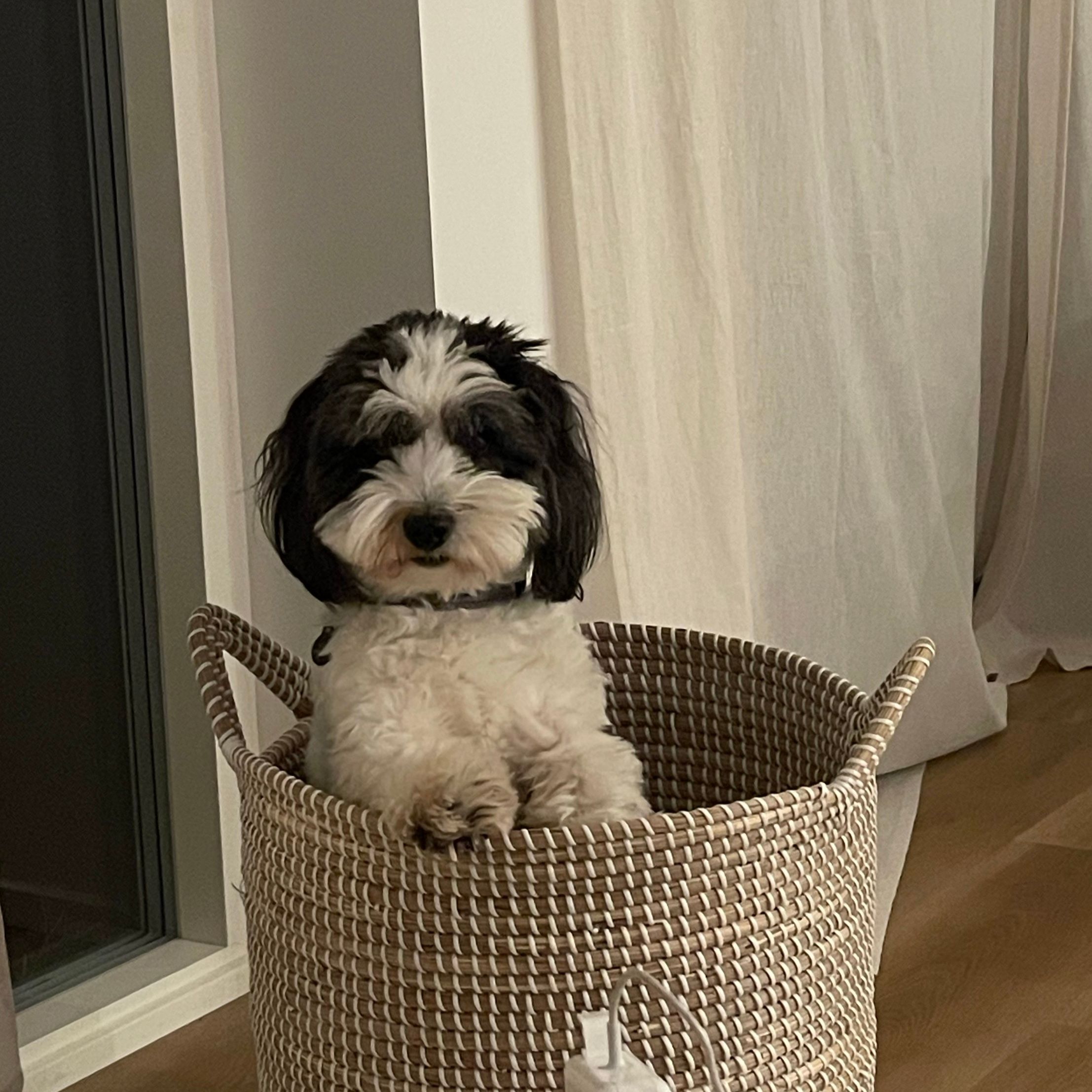 Elliot