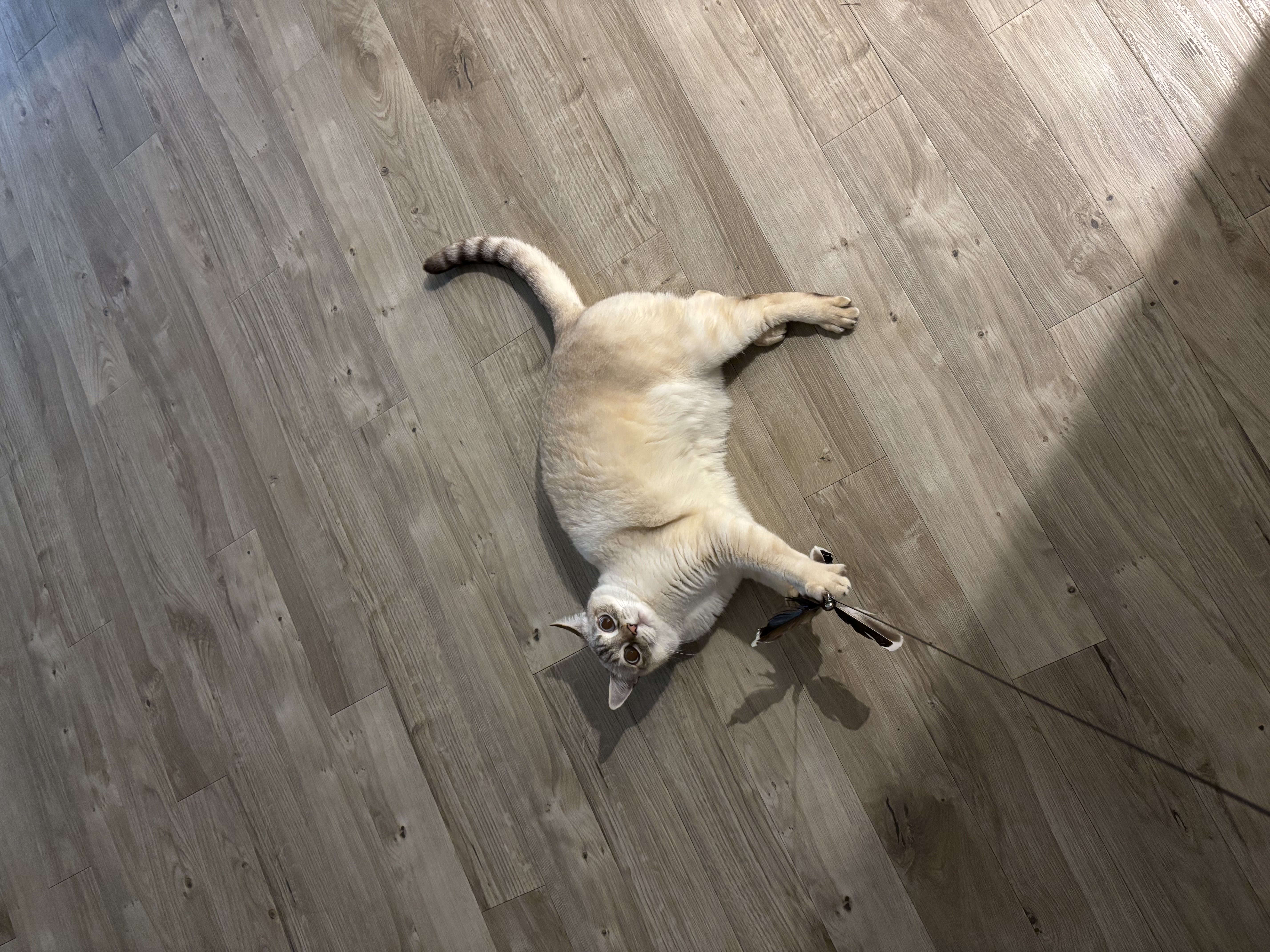 image-7