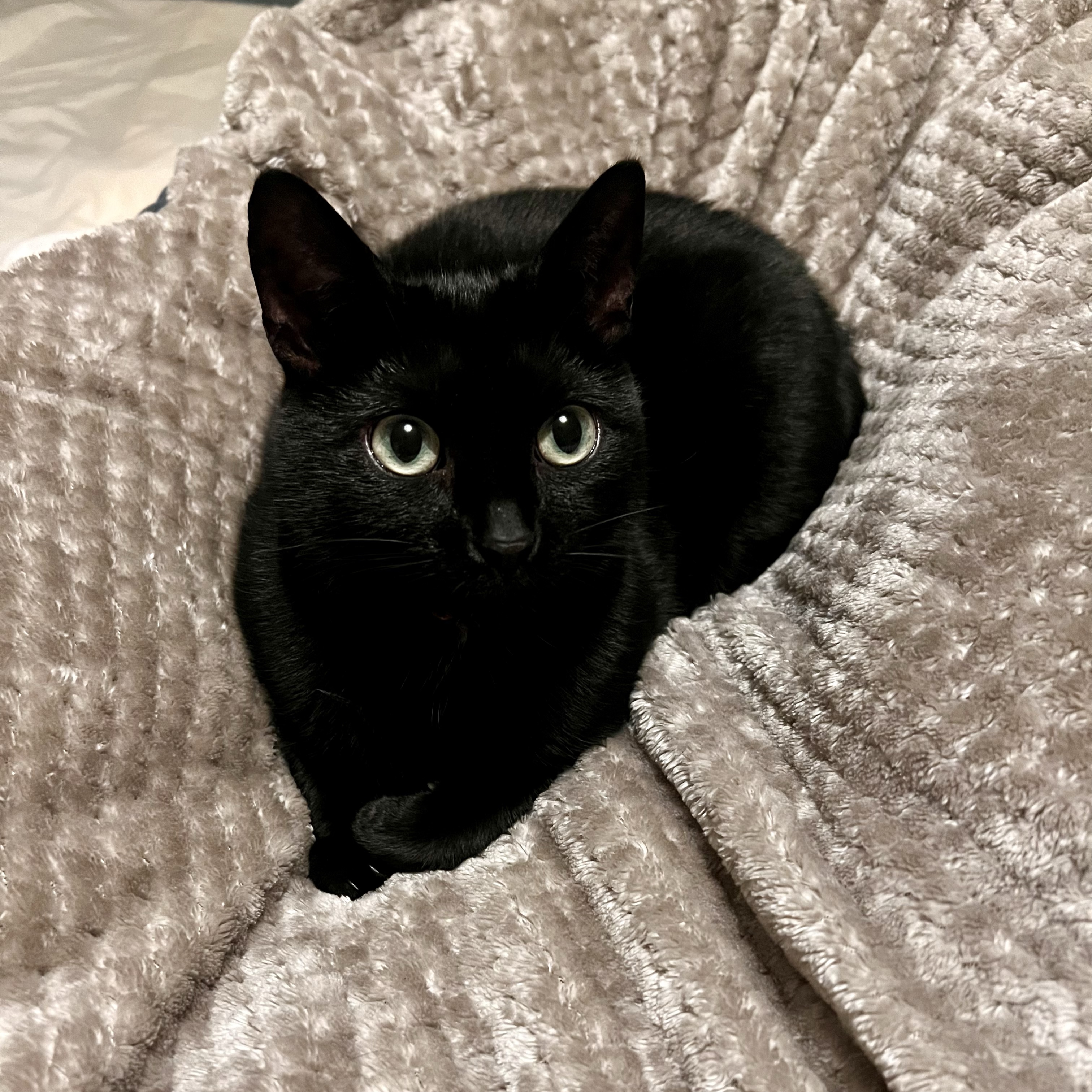 COCO