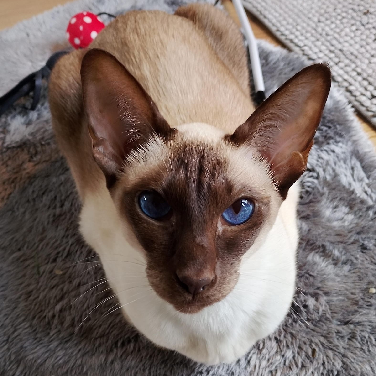 Chloe