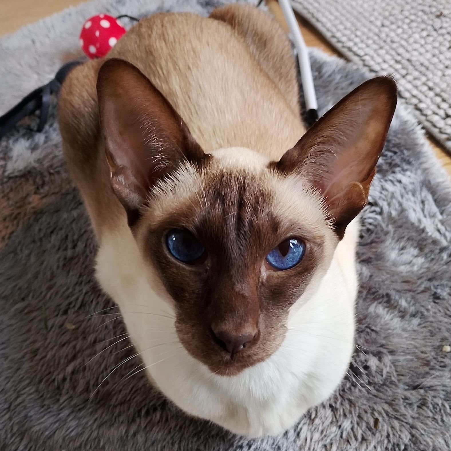 Chloe