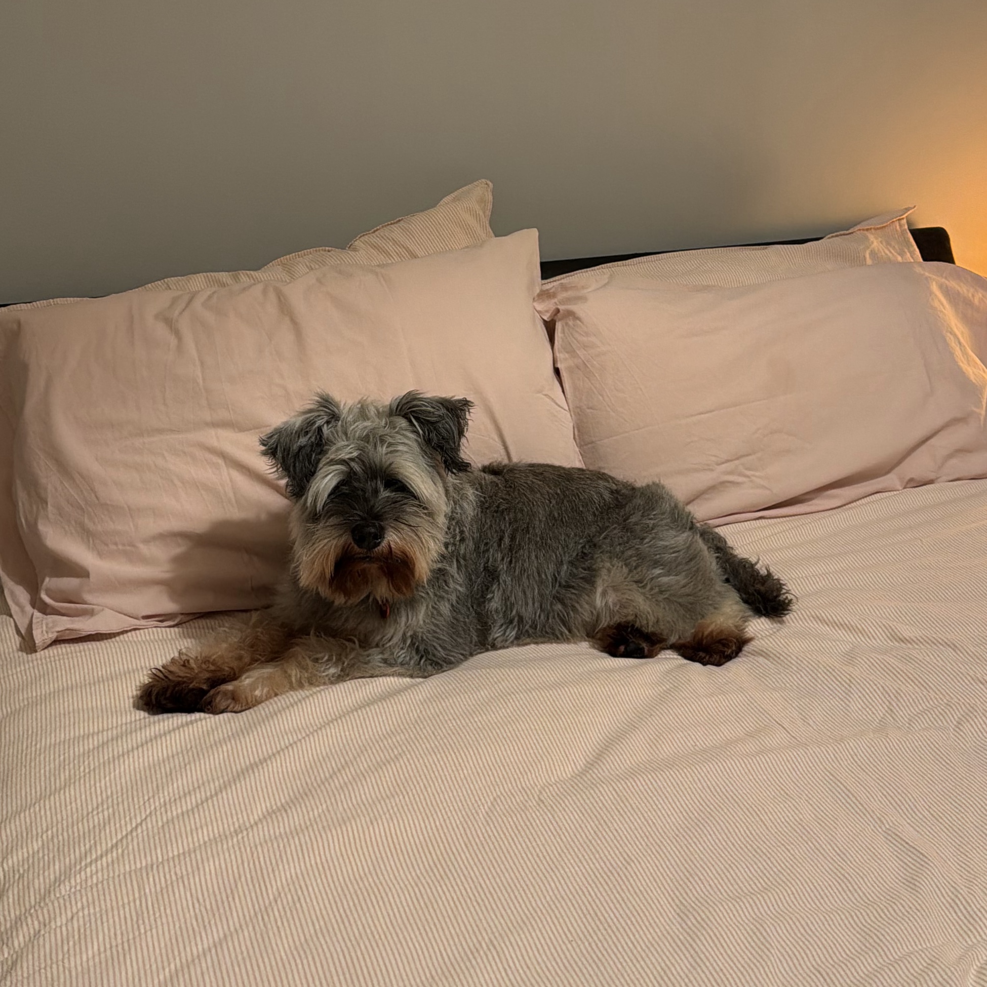 Toby