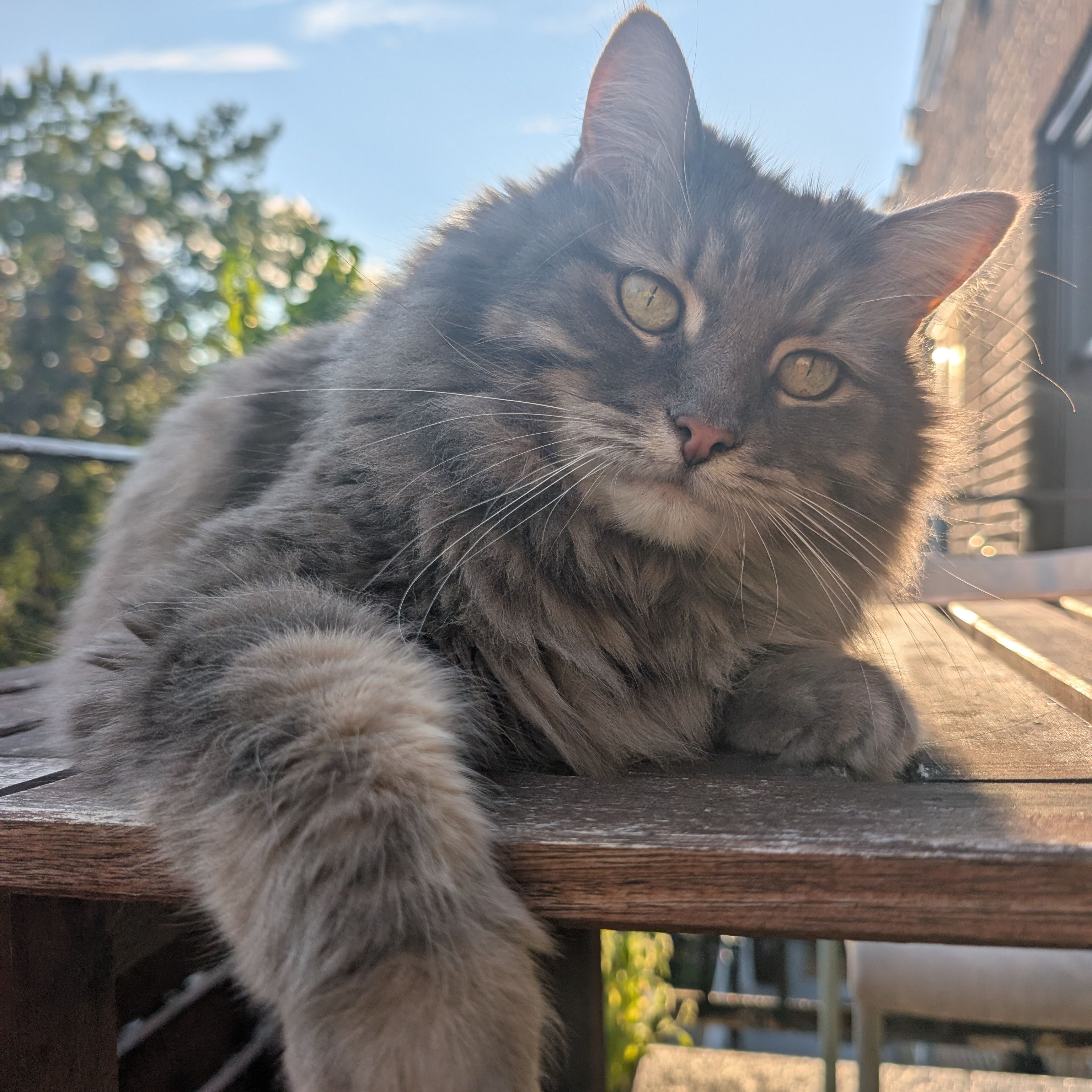 Denza alias Zouzou pour les intimes