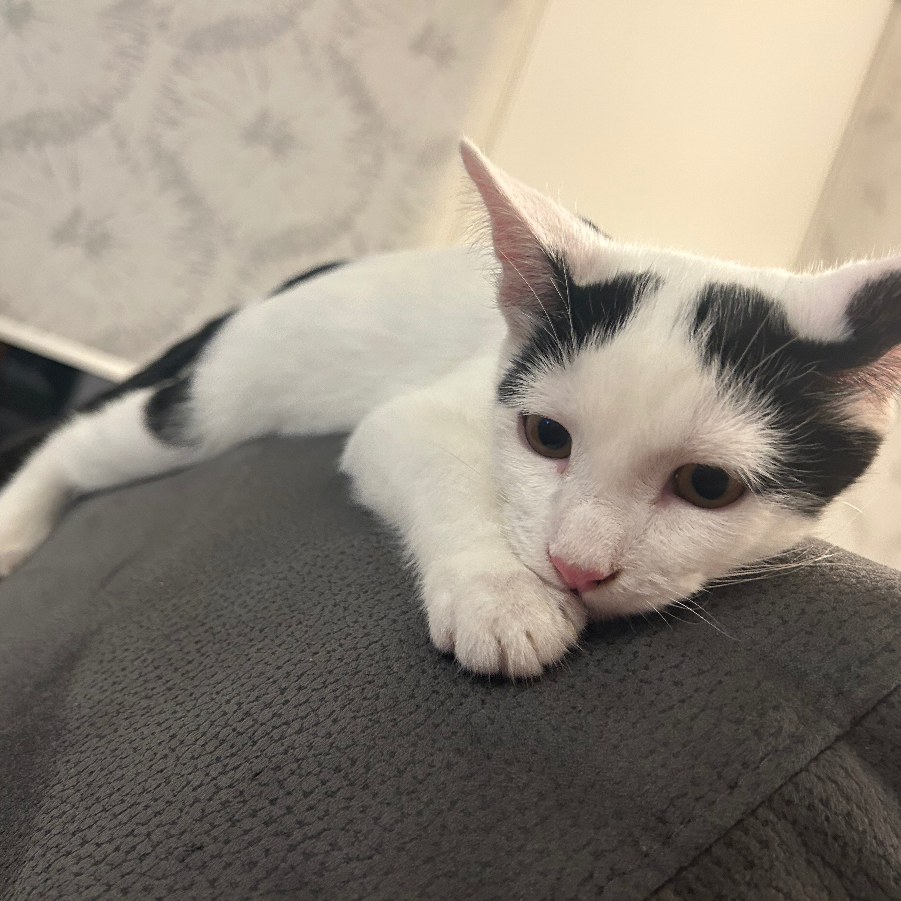 Casper 