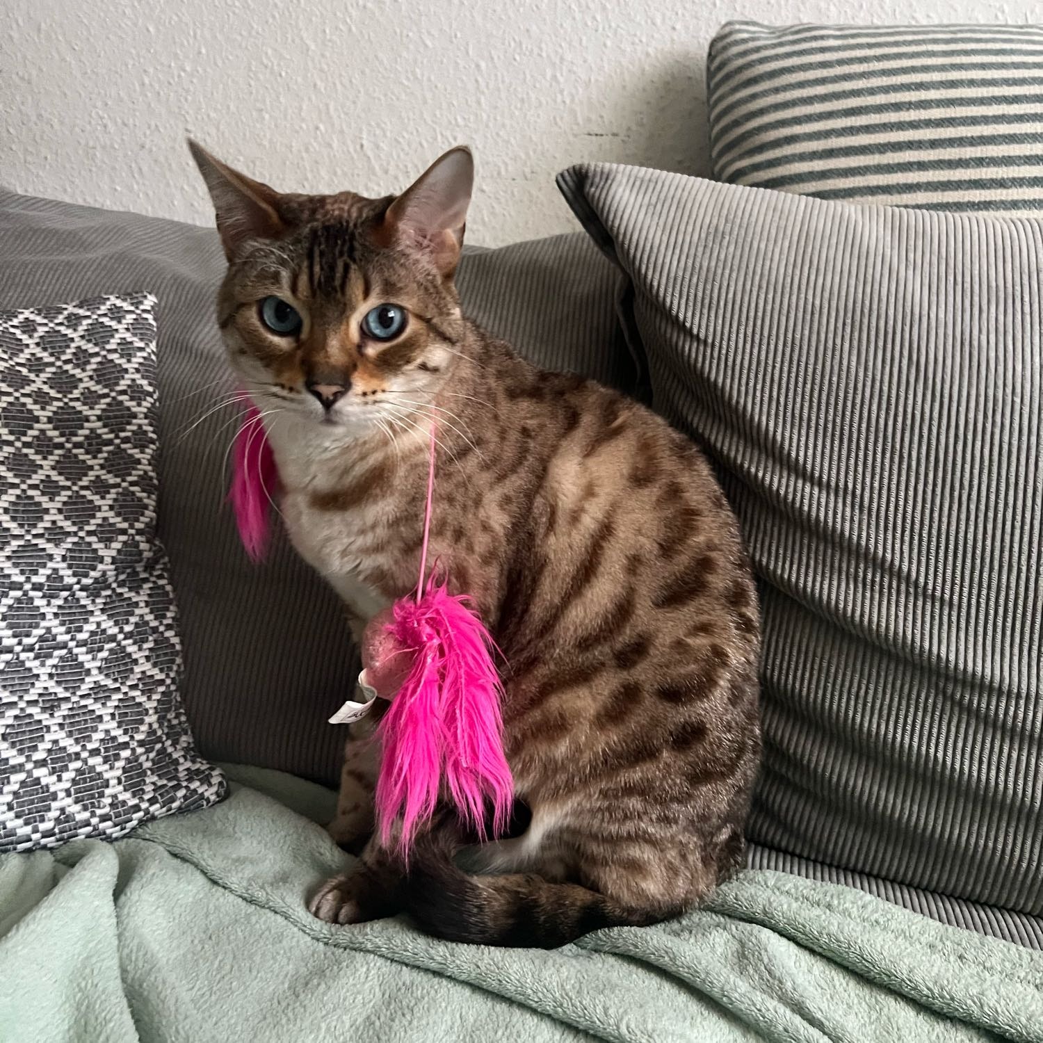 Chewie