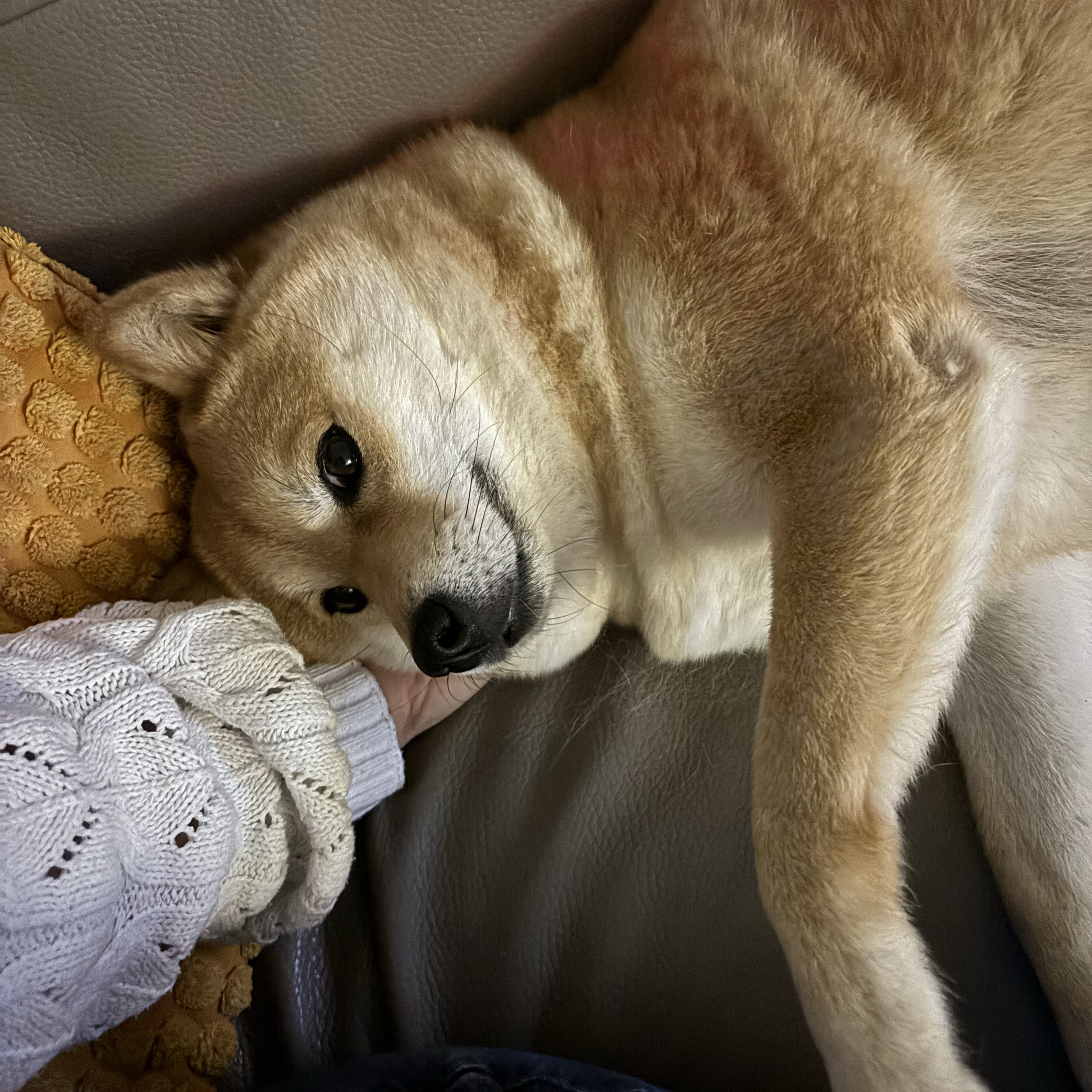 Hachi