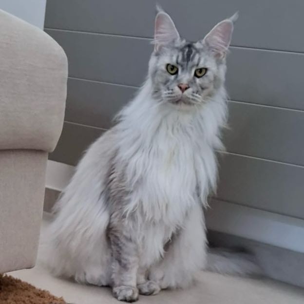 Bibi