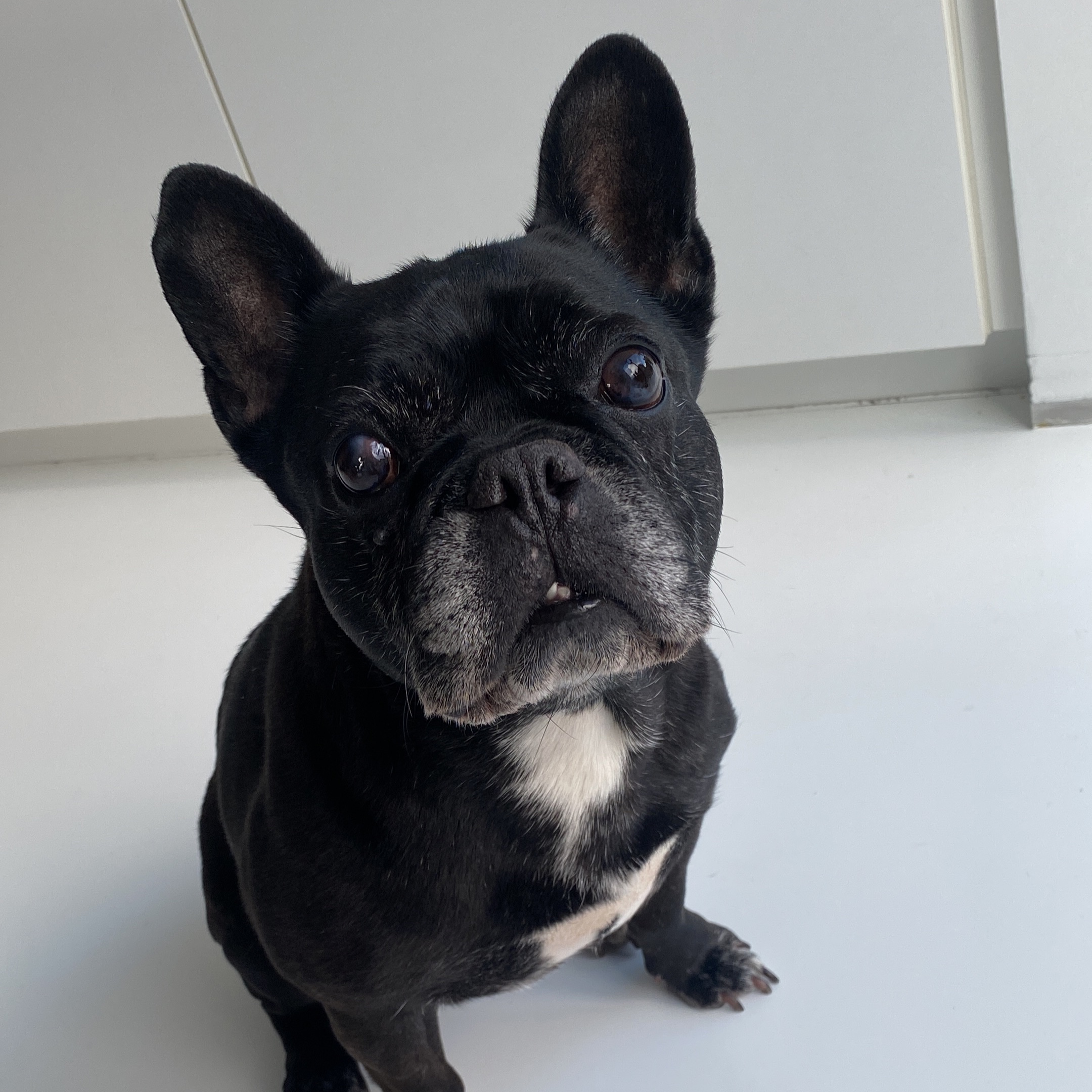Bo