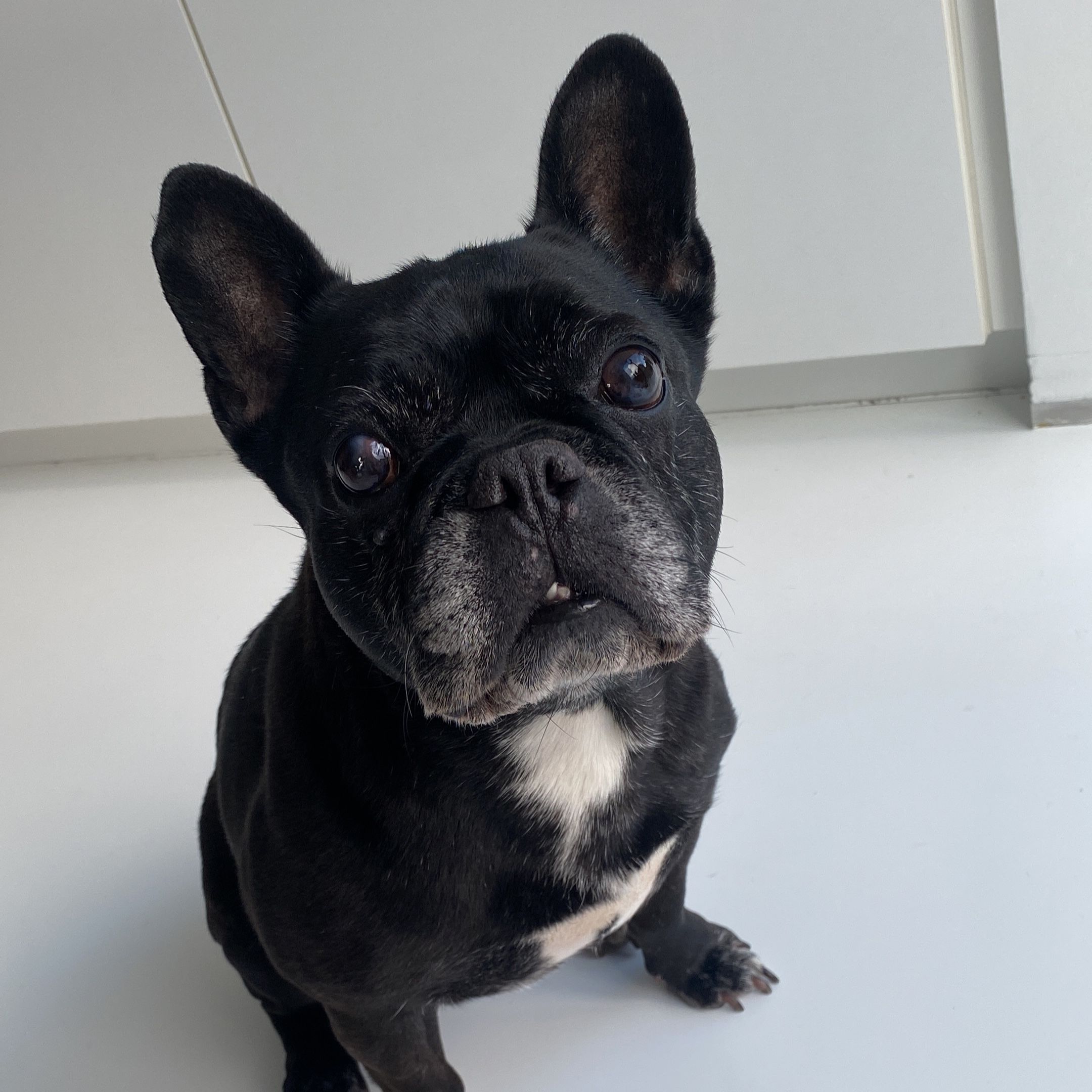 Bo