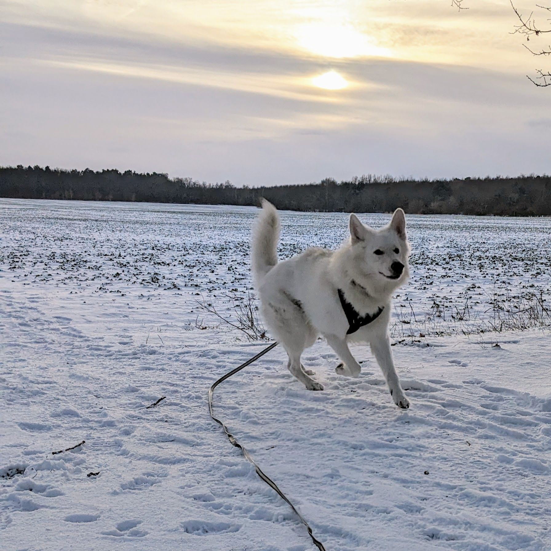 Alfi