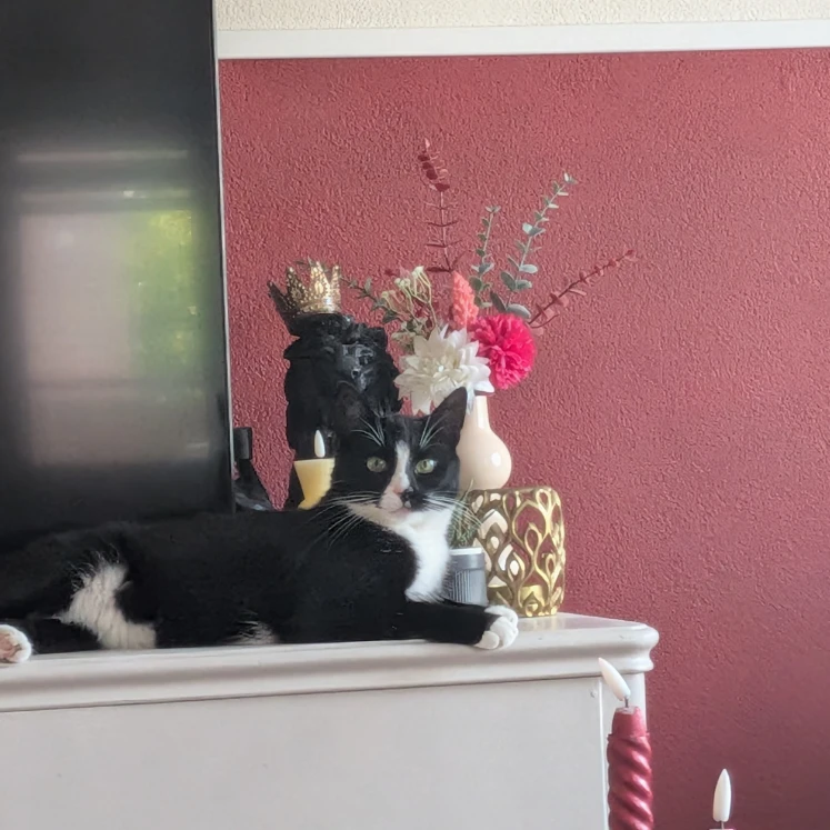 Mylo