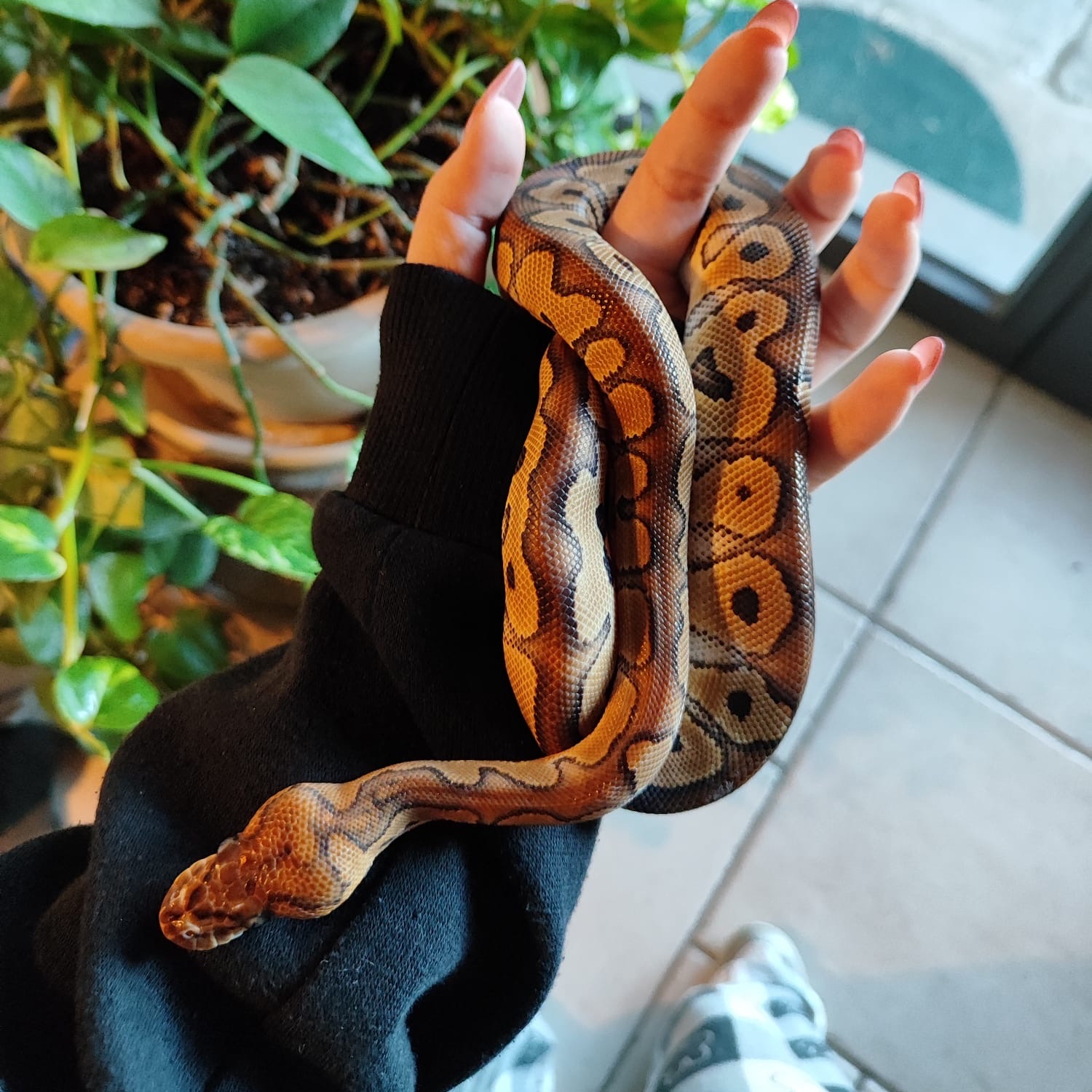 Ebony