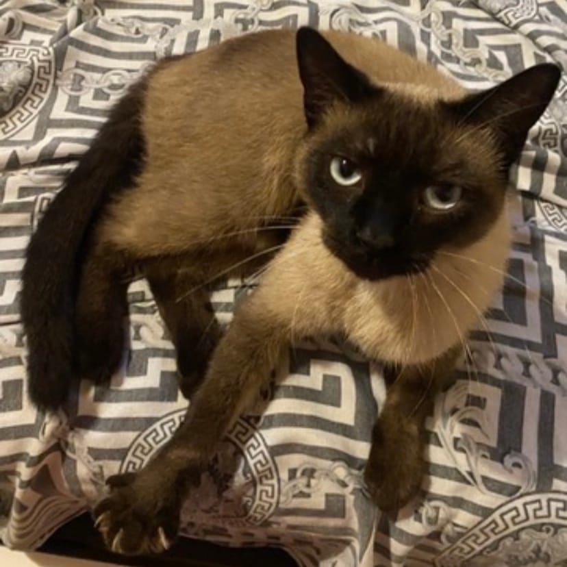 Coco