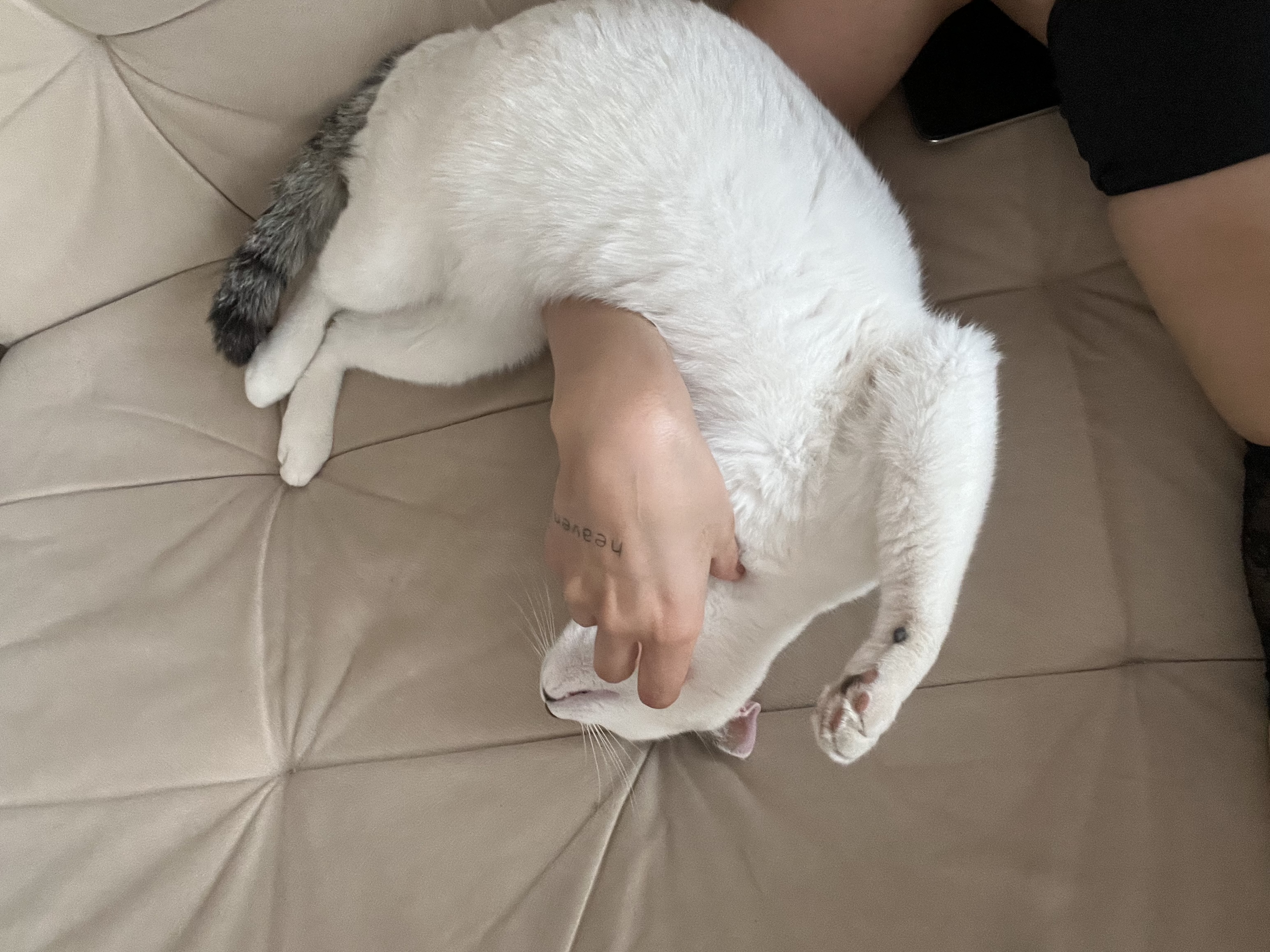 image-7