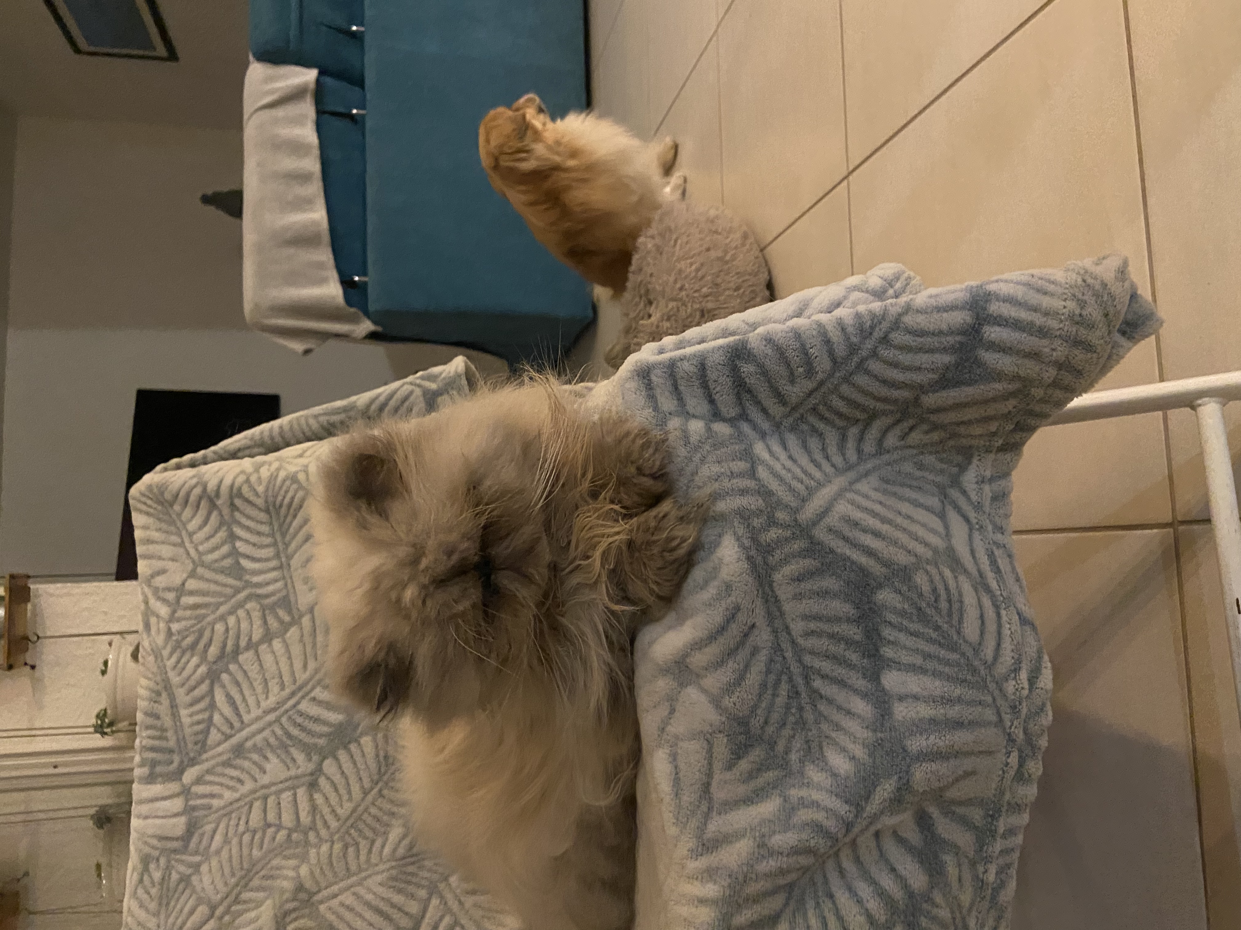 image-8