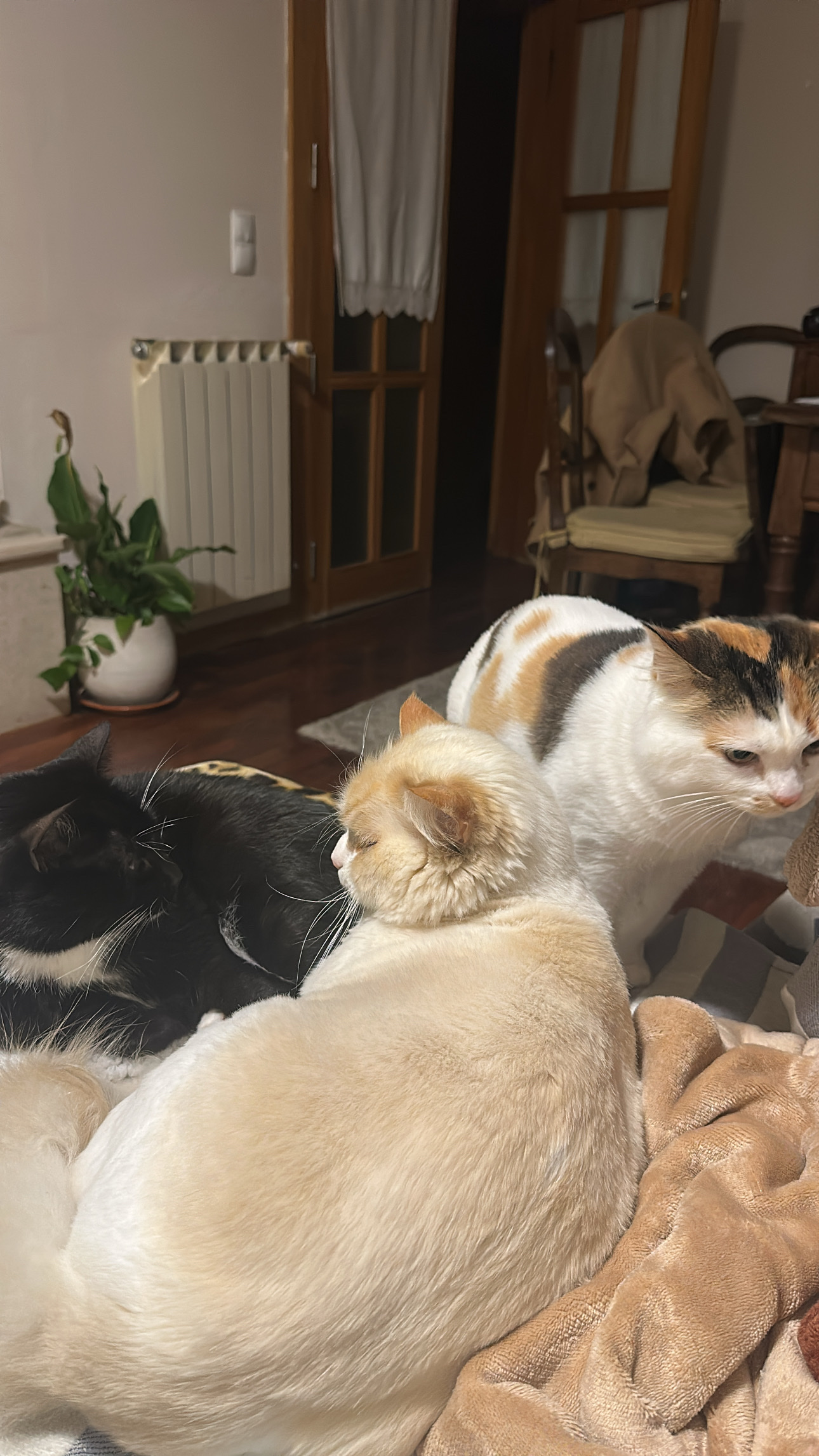 image-5