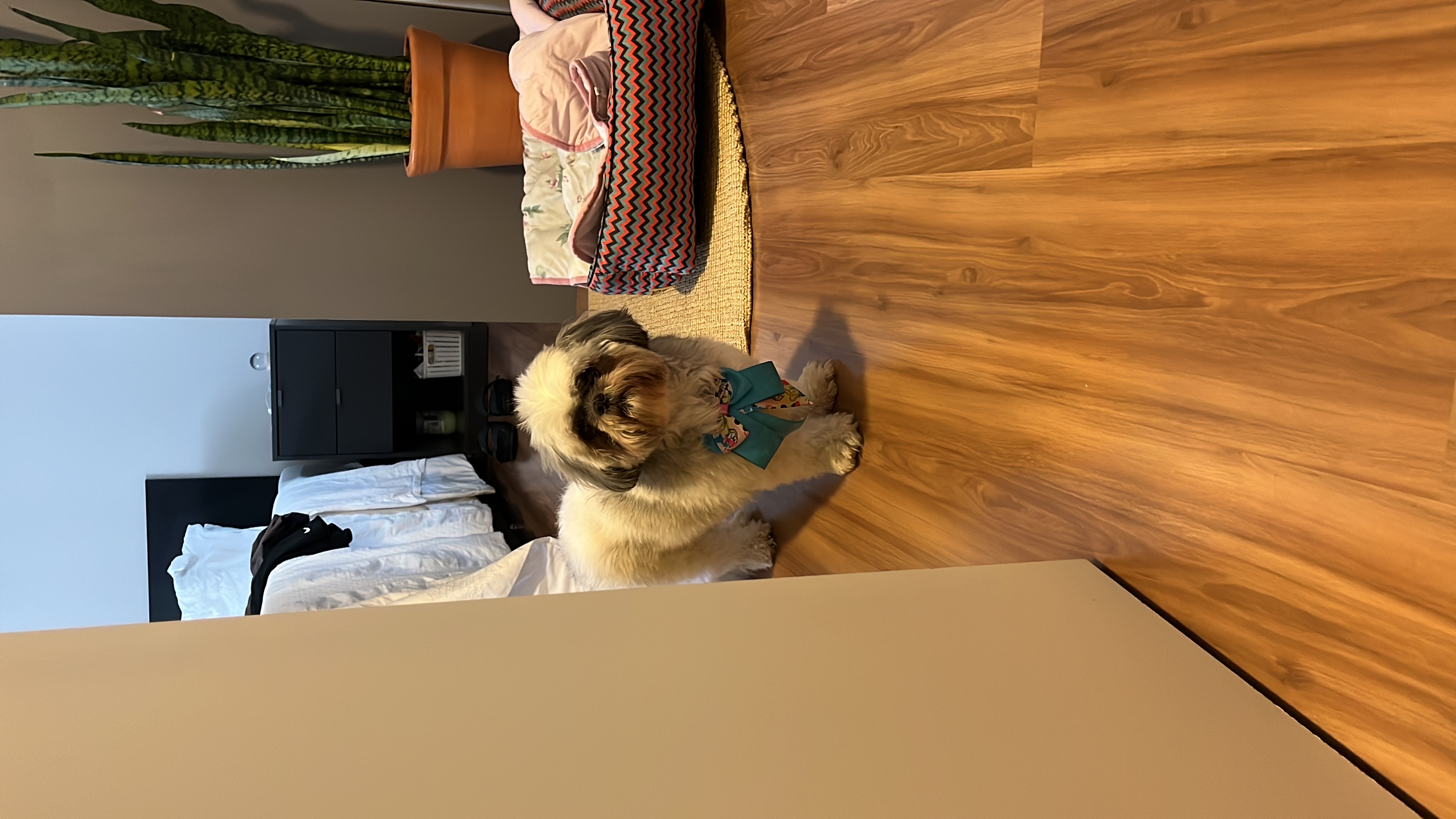 image-12