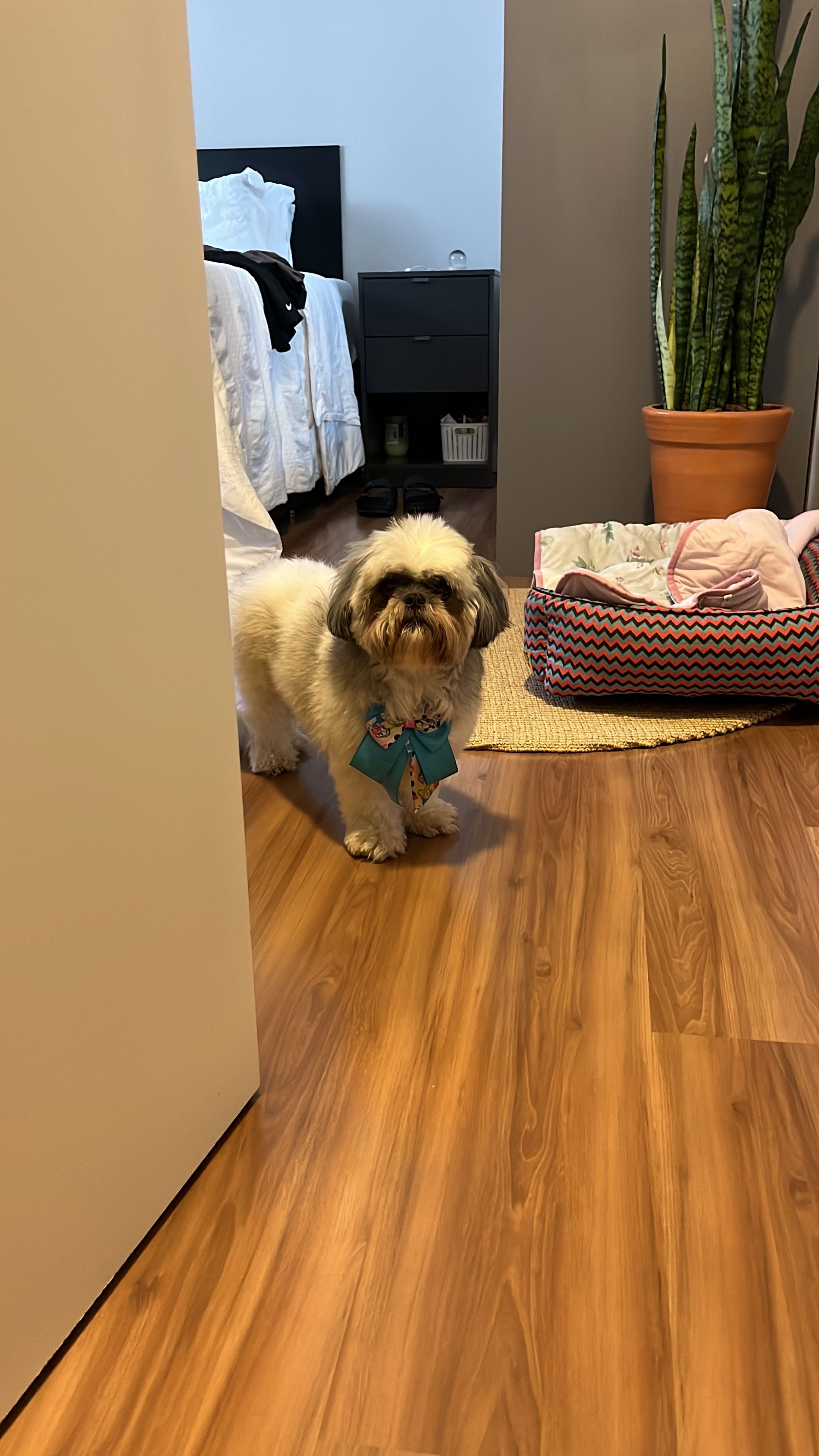 image-12