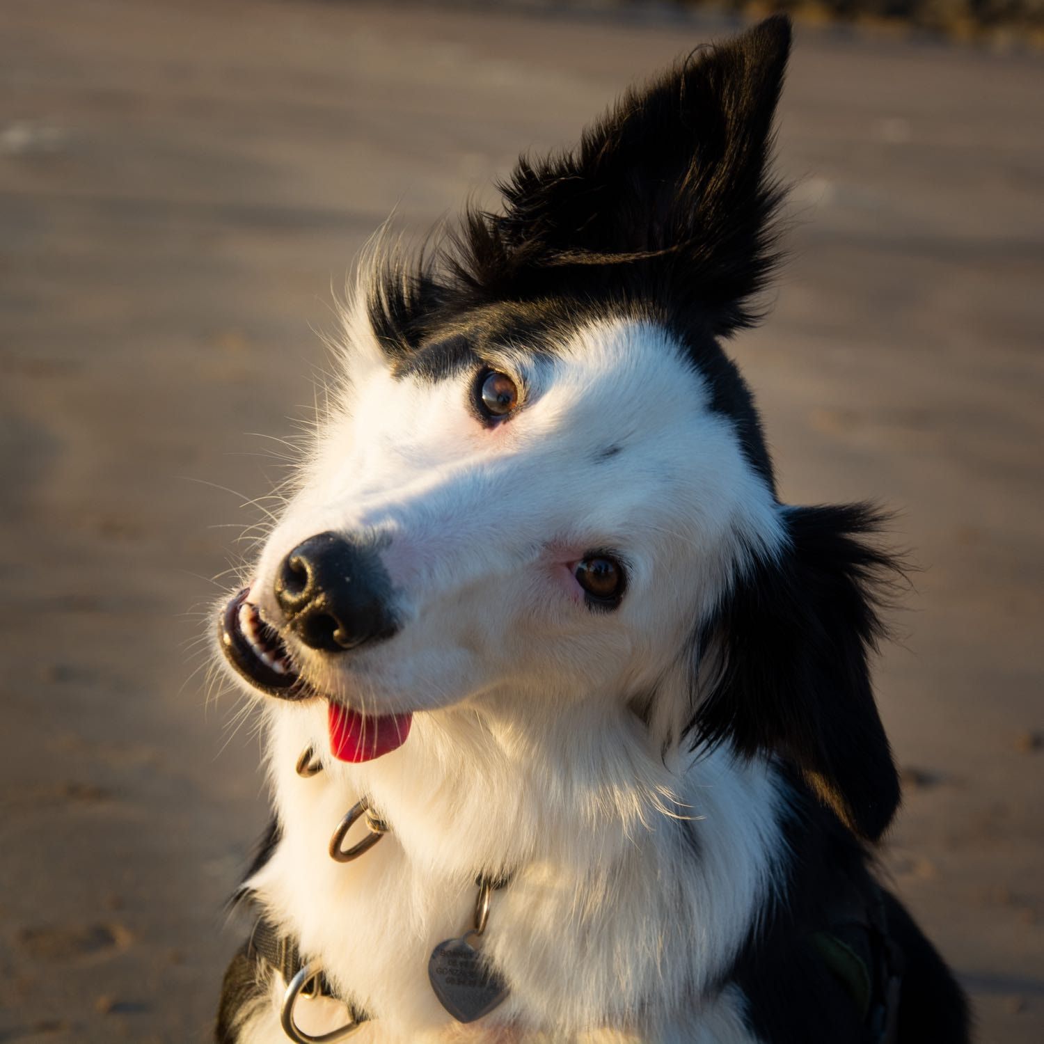 Plume