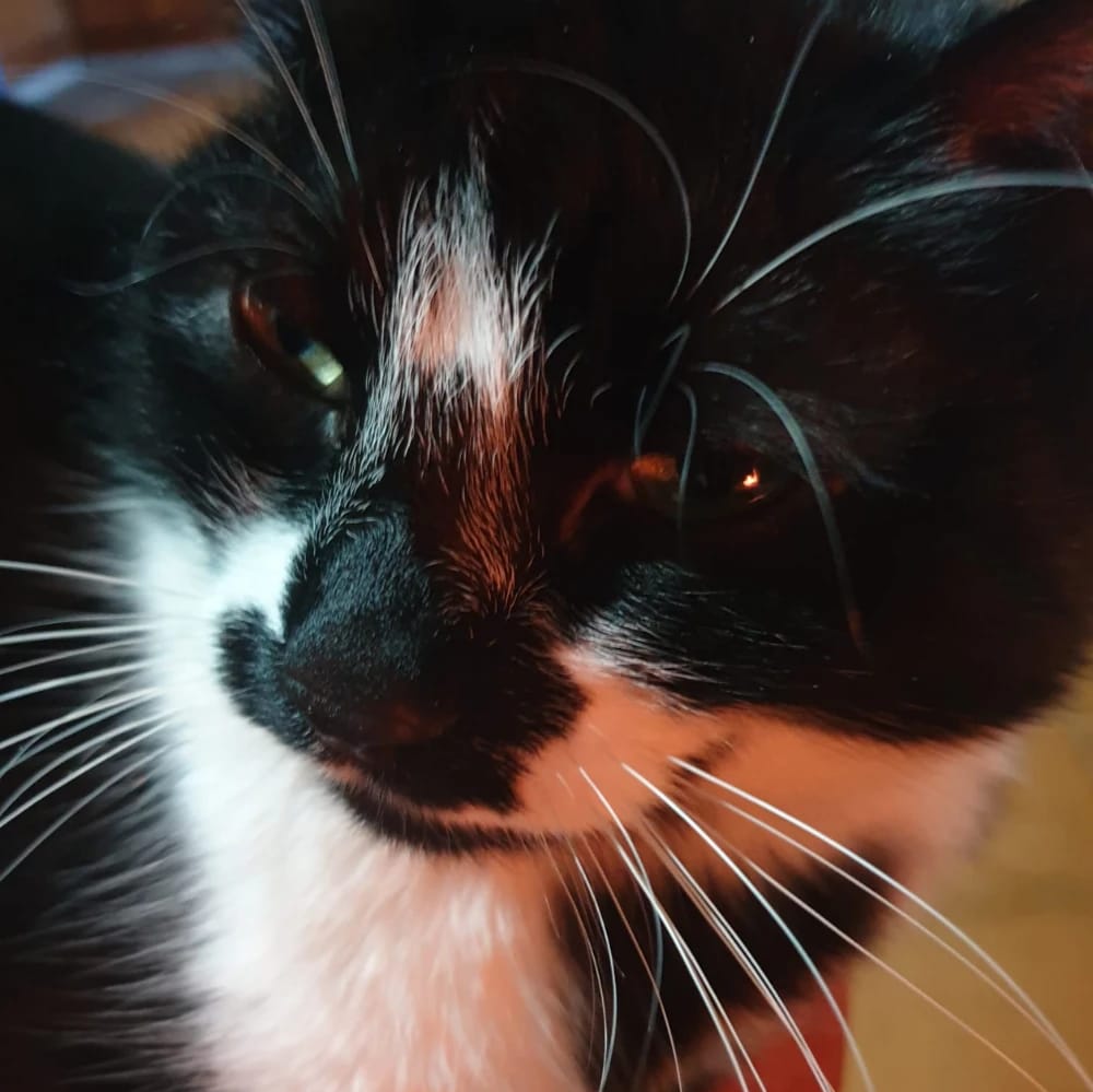 Cesare
