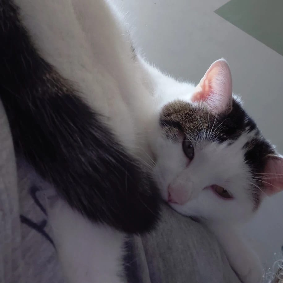 Doudou
