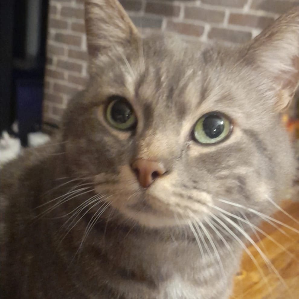 Mimi