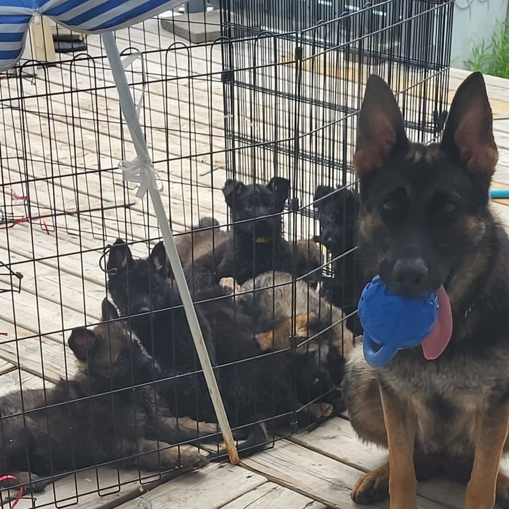 Eleven Von Tannenblau (Ellie)