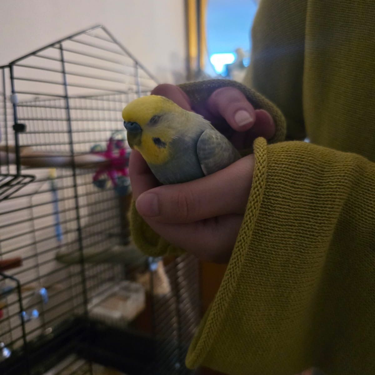 chippie