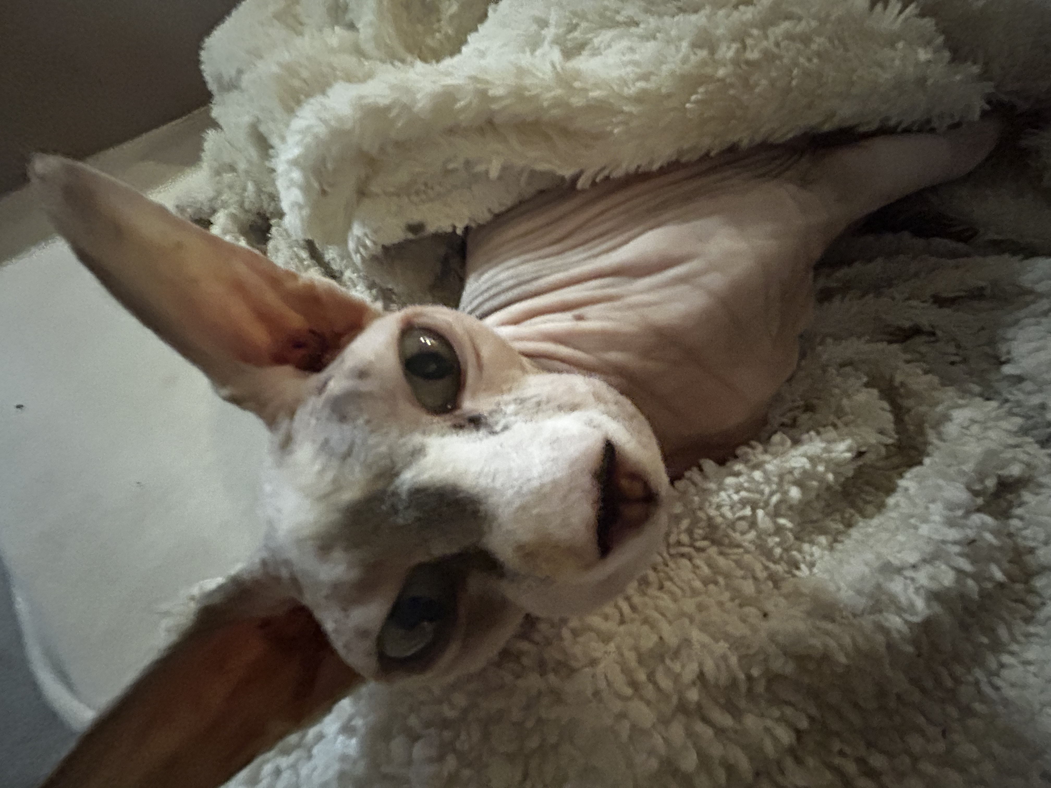 image-7