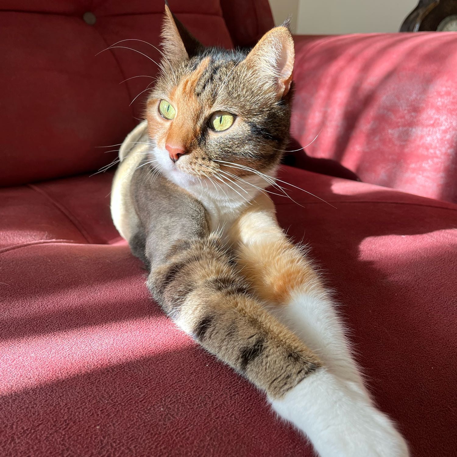 Honey