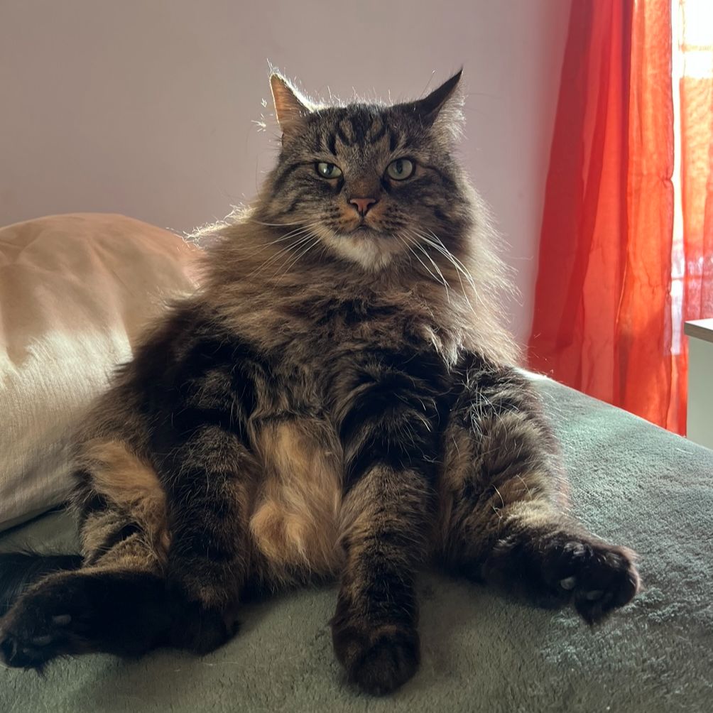 Koda