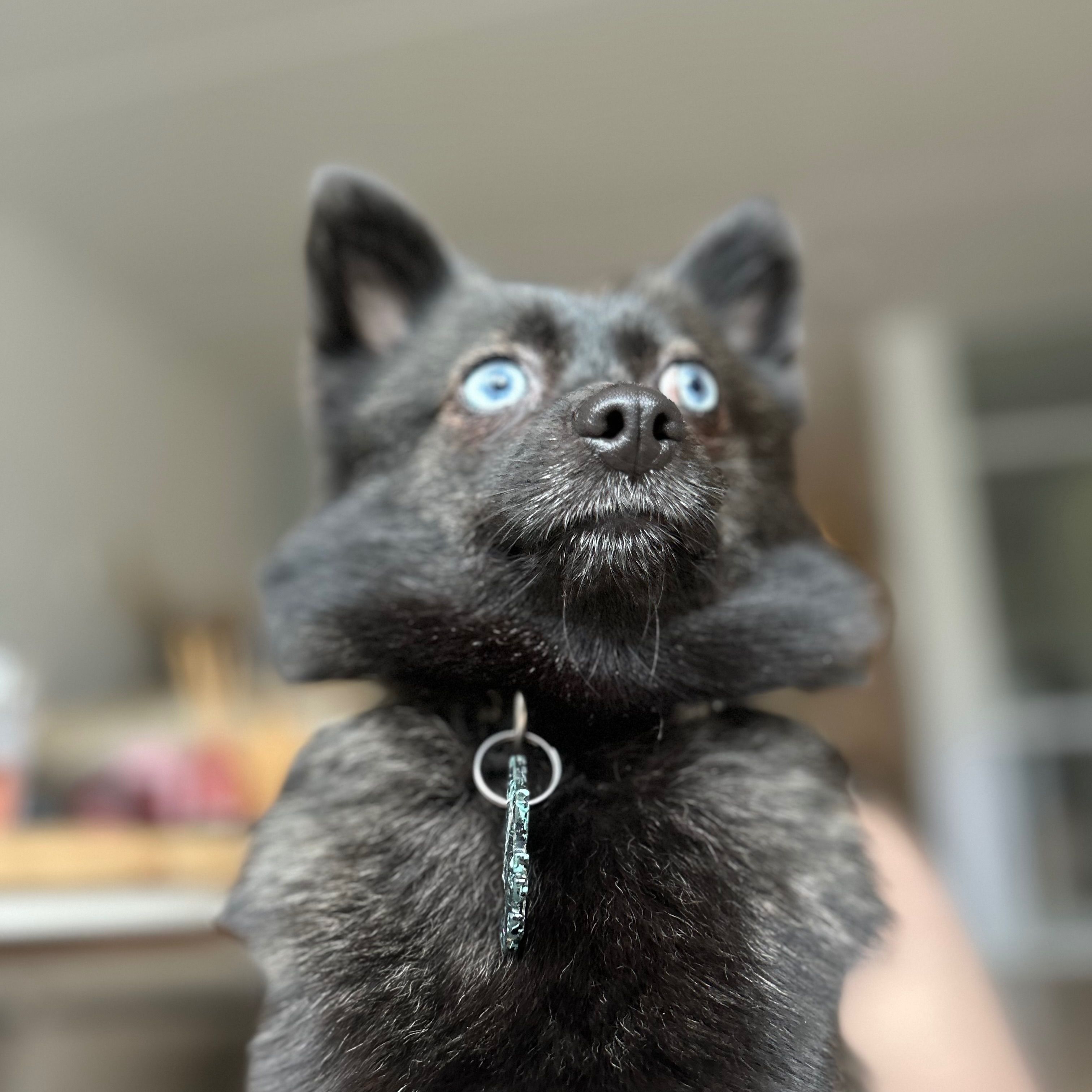 Lizzy
