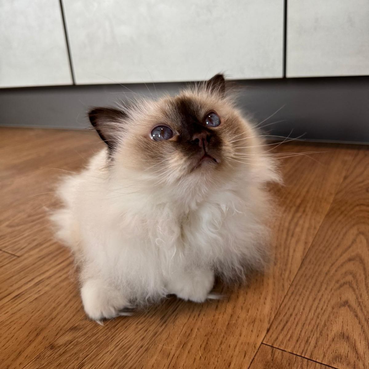 Carlo